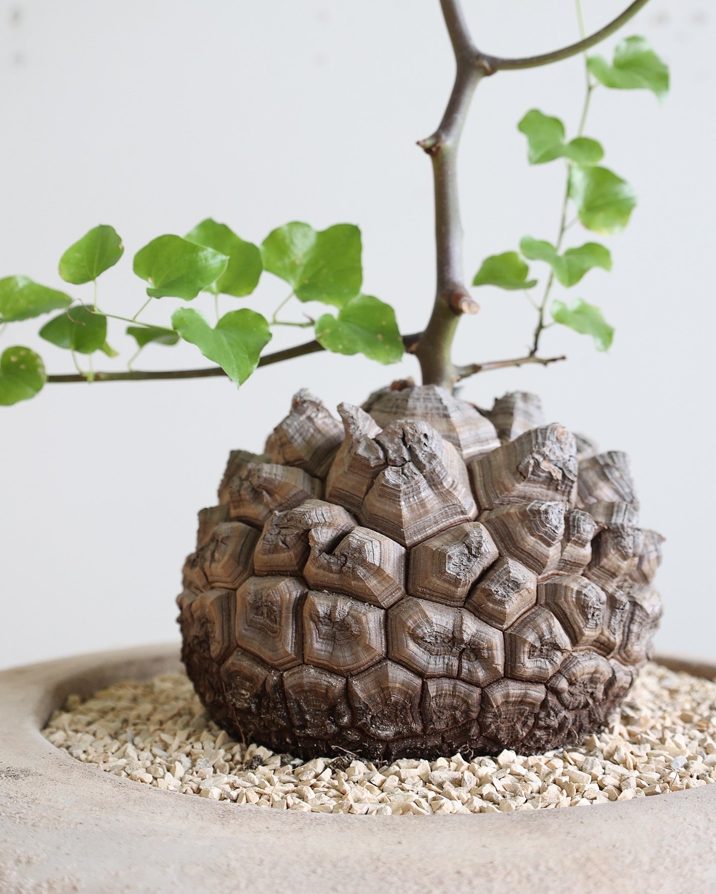 Dioscorea elephantipes