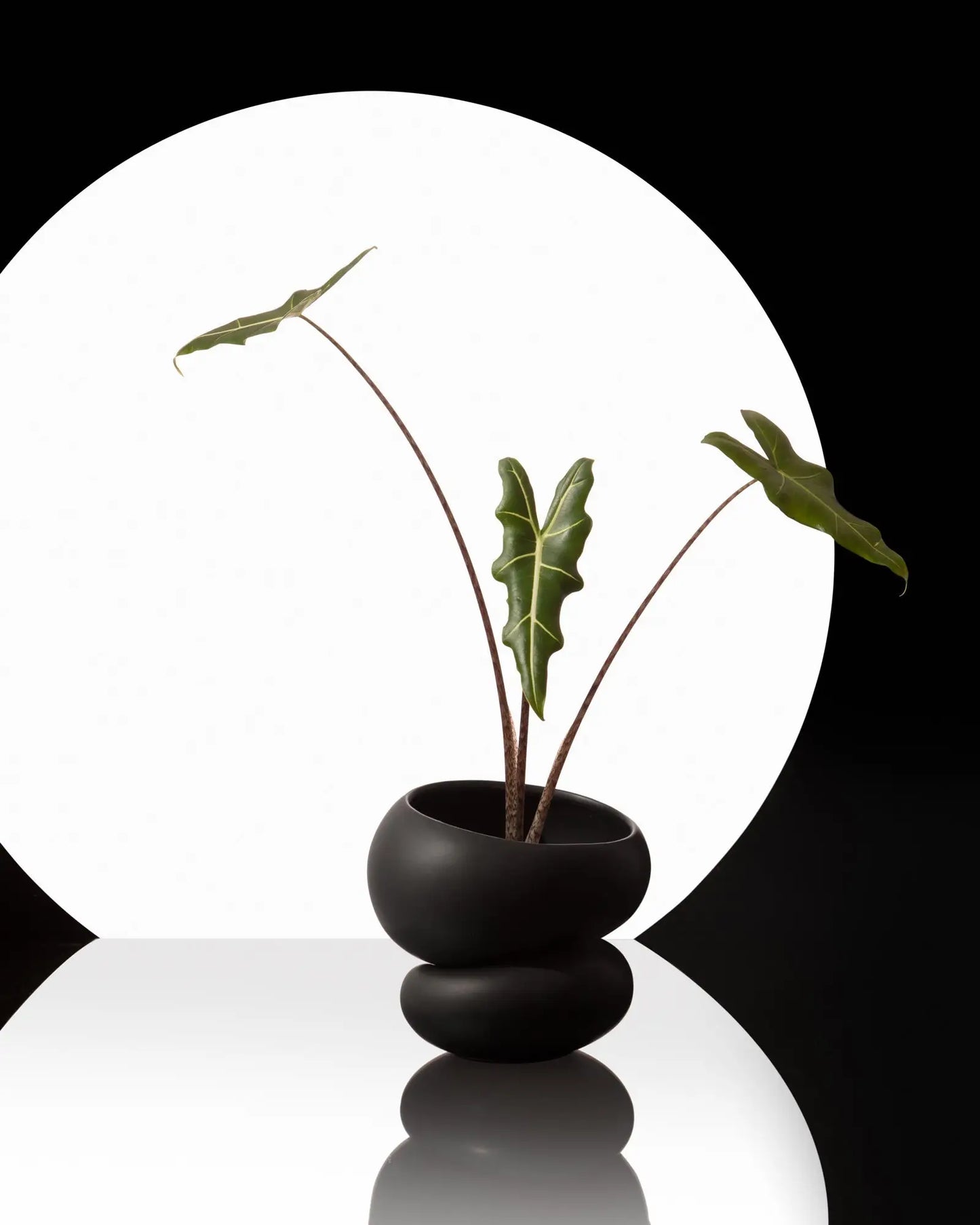 GREENERY UNLIMITED Fondra Self Watering Pot - Black, 6.5" Diameter