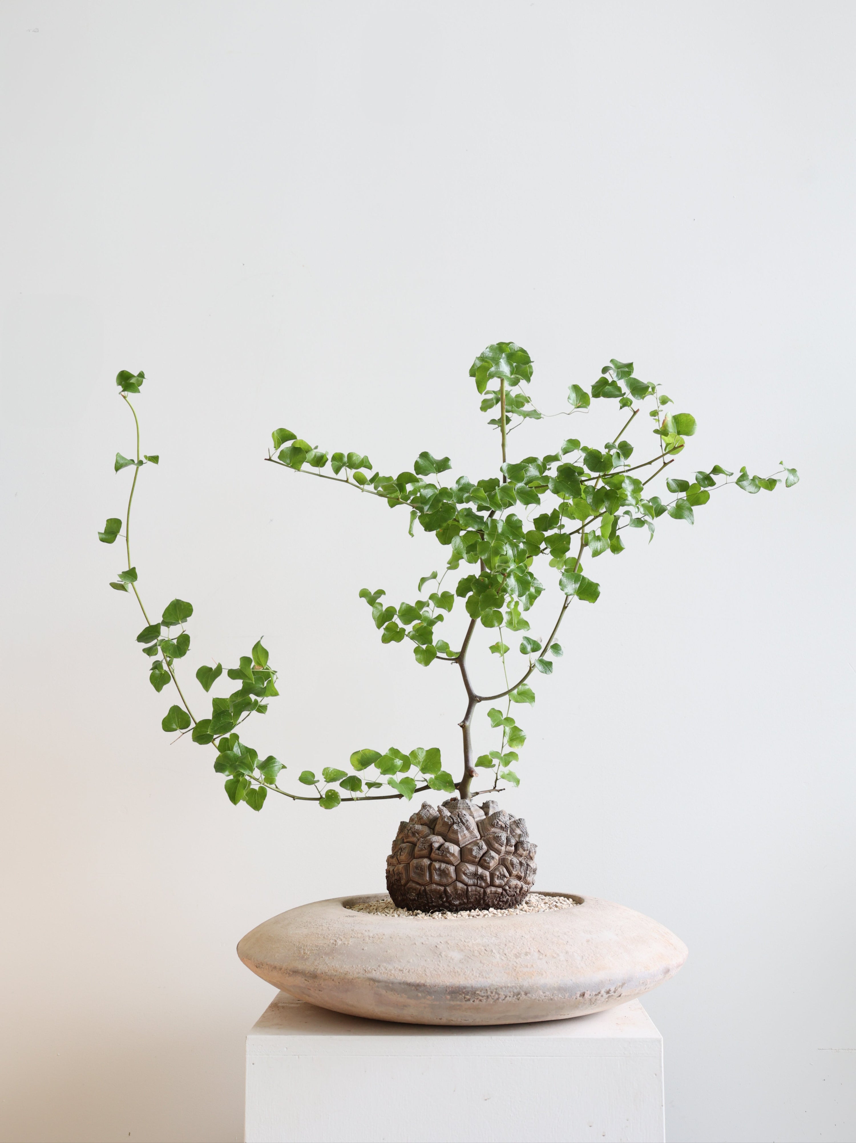 Dioscorea elephantipes