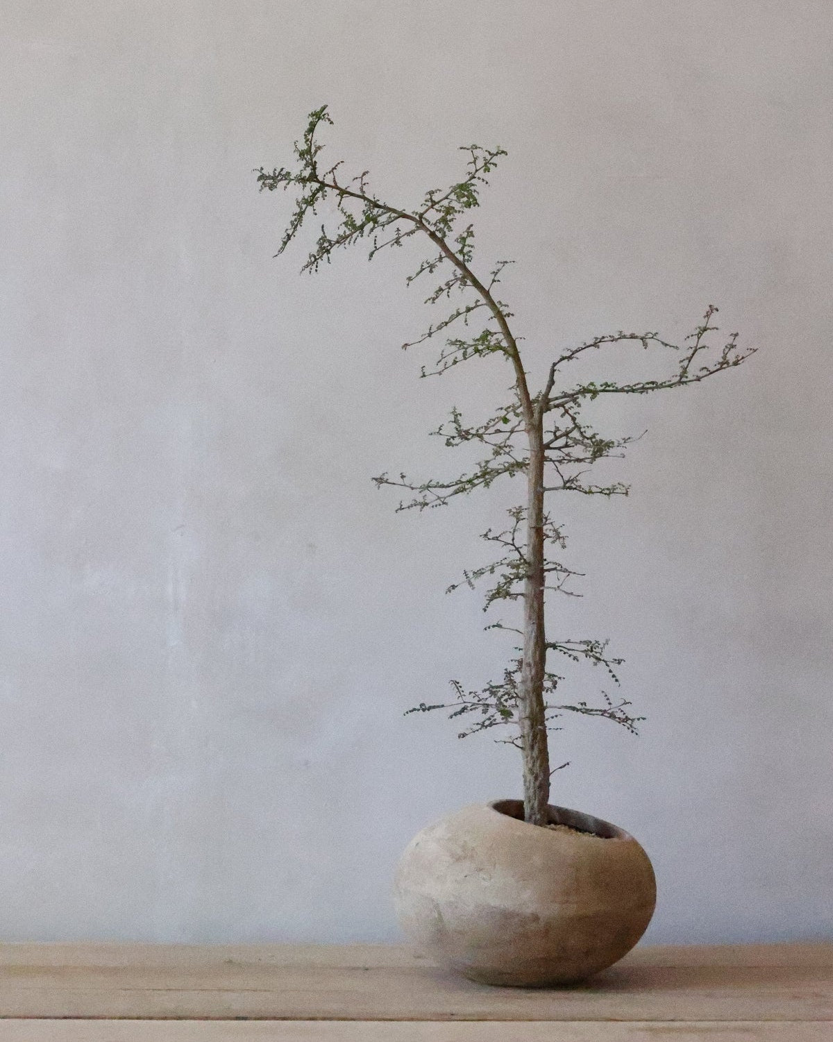 Operculicarya decaryi