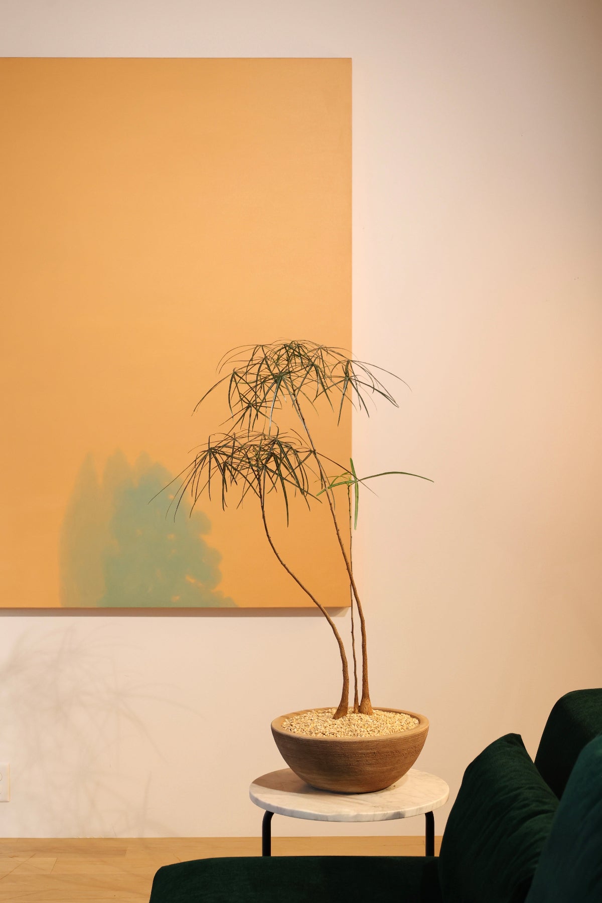 Brachychiton rupestris