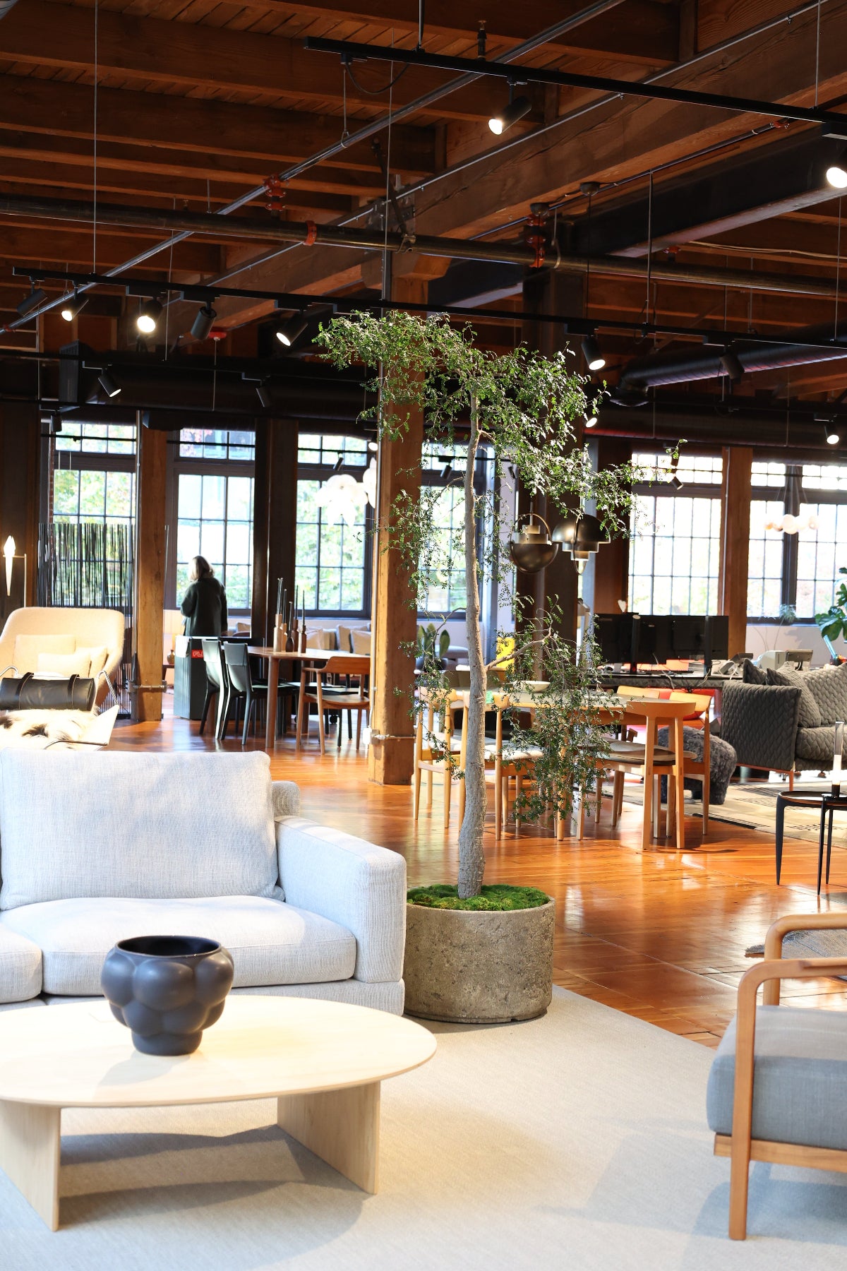 Operculicarya decaryi