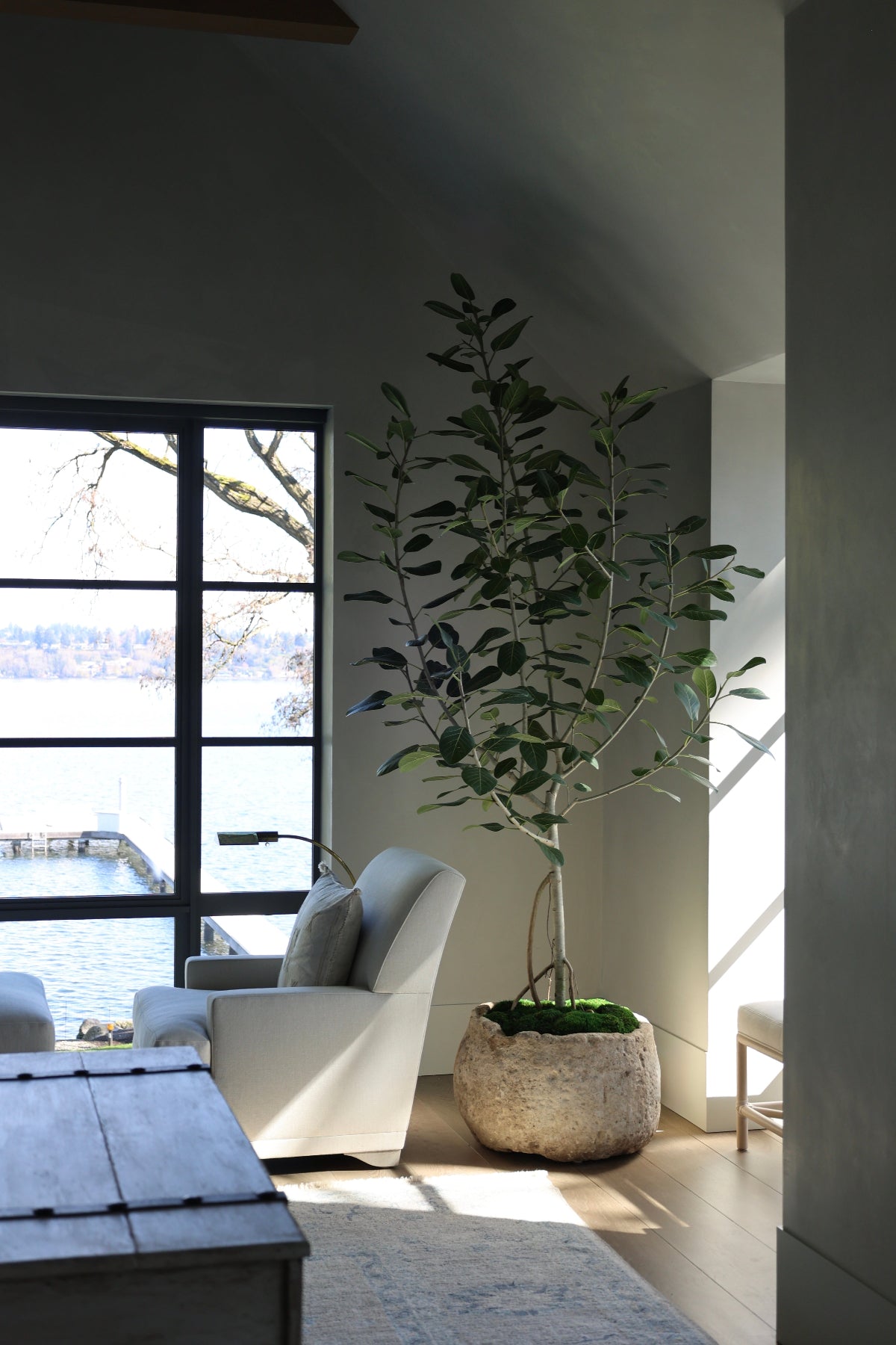 Ficus Audrey in an antique Indonesian Limestone Pot