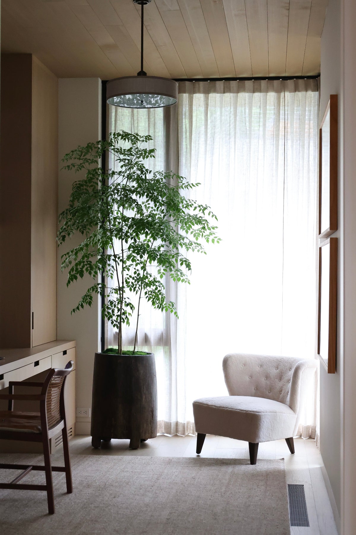 Radermachera sinica aka China Doll Plant paired with an antique Nagaland Pot