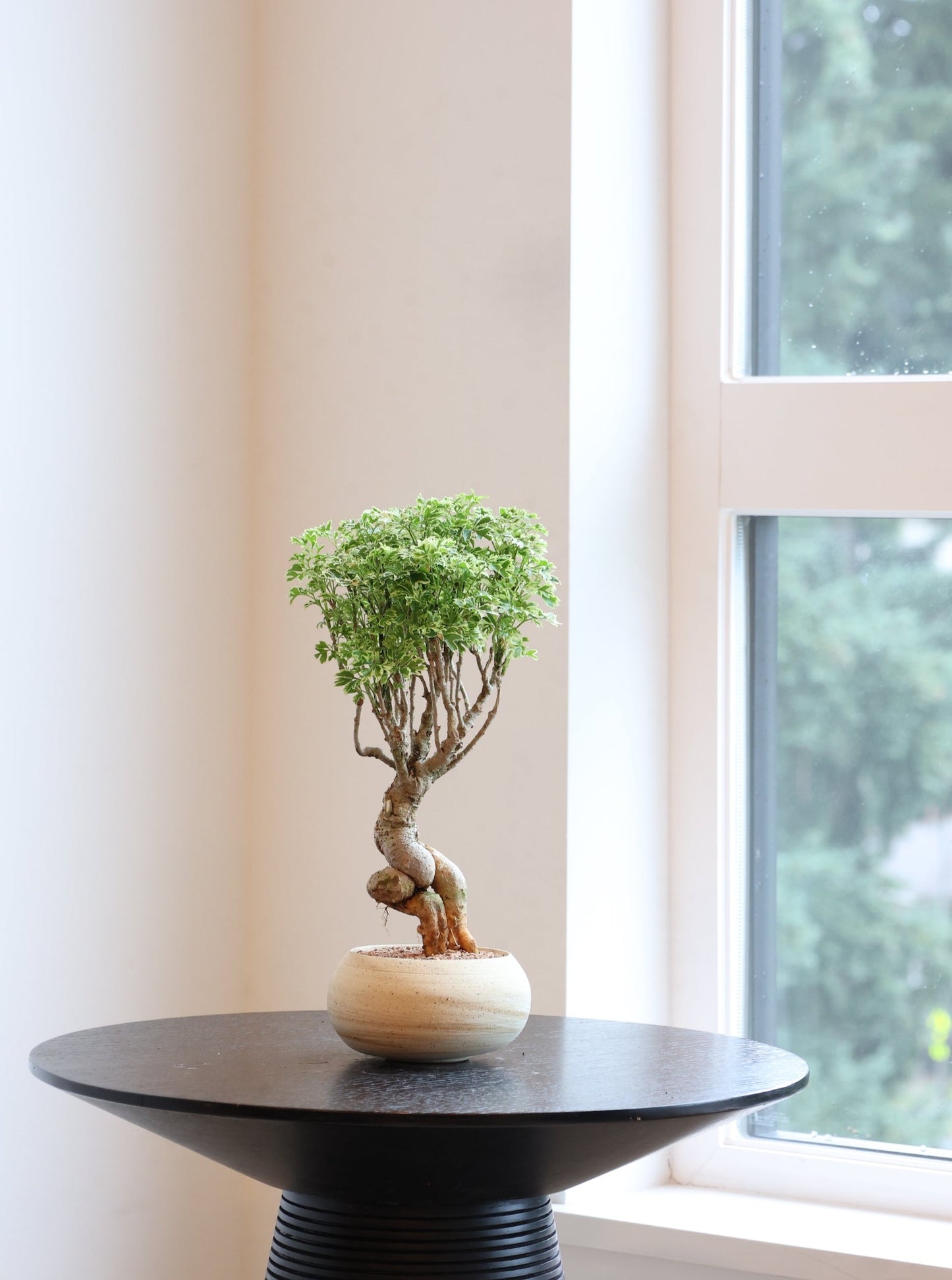 Golden Ming Aralia
