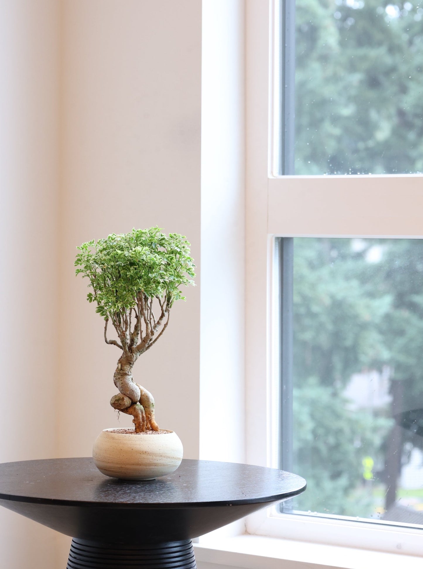 Golden Ming Aralia