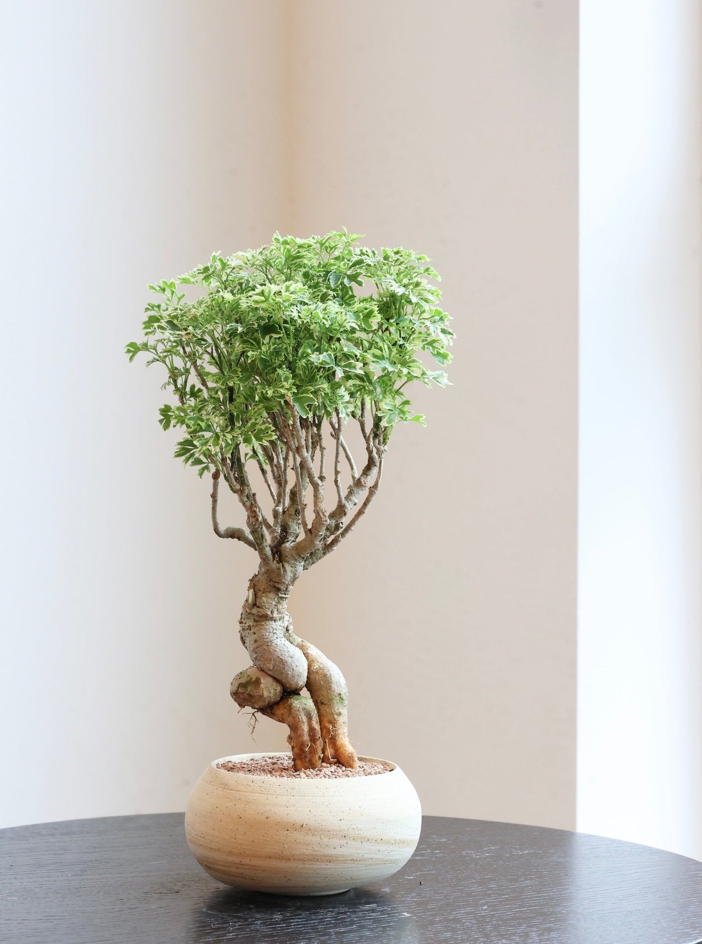 Golden Ming Aralia