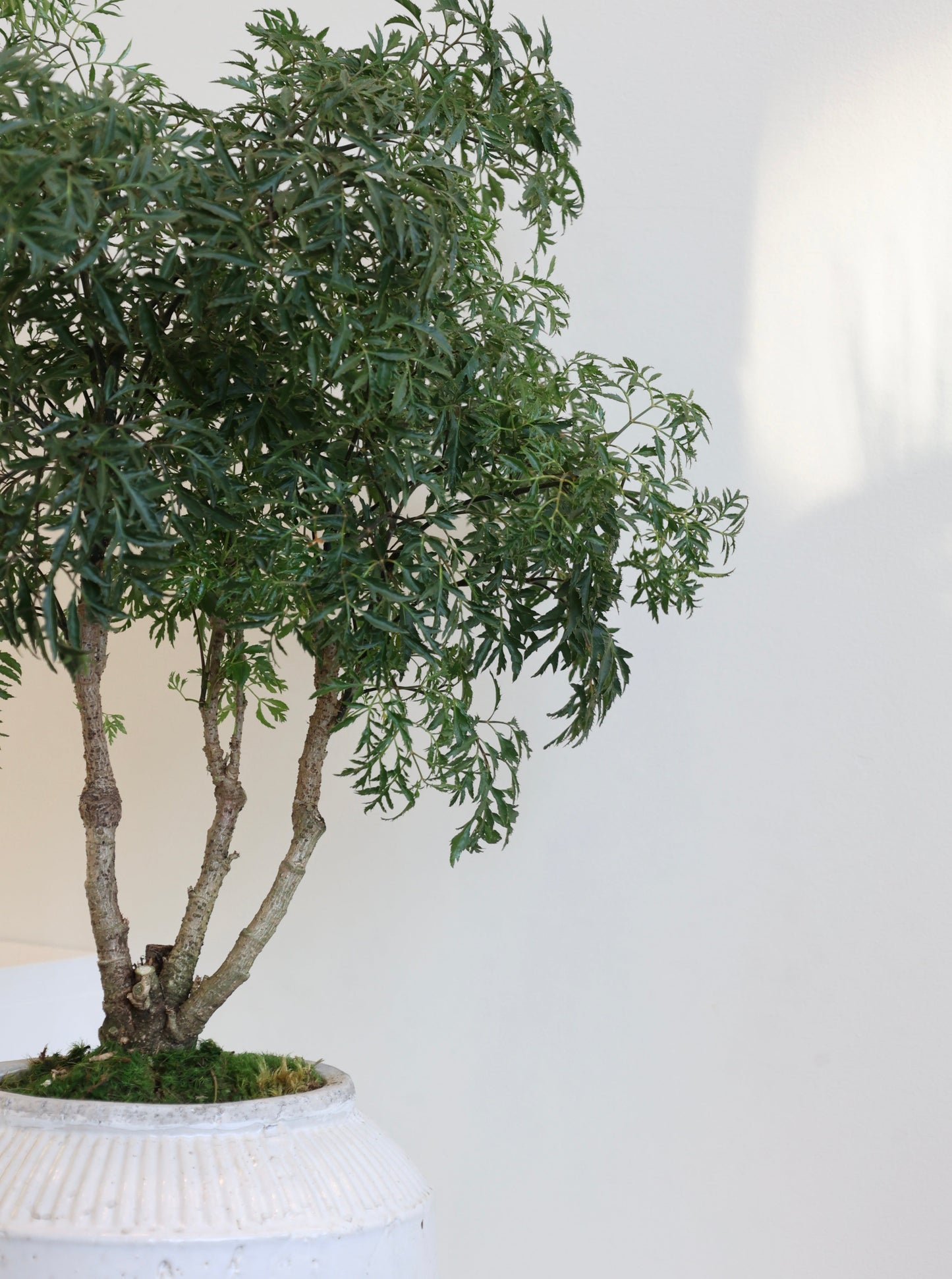 Ming Aralia