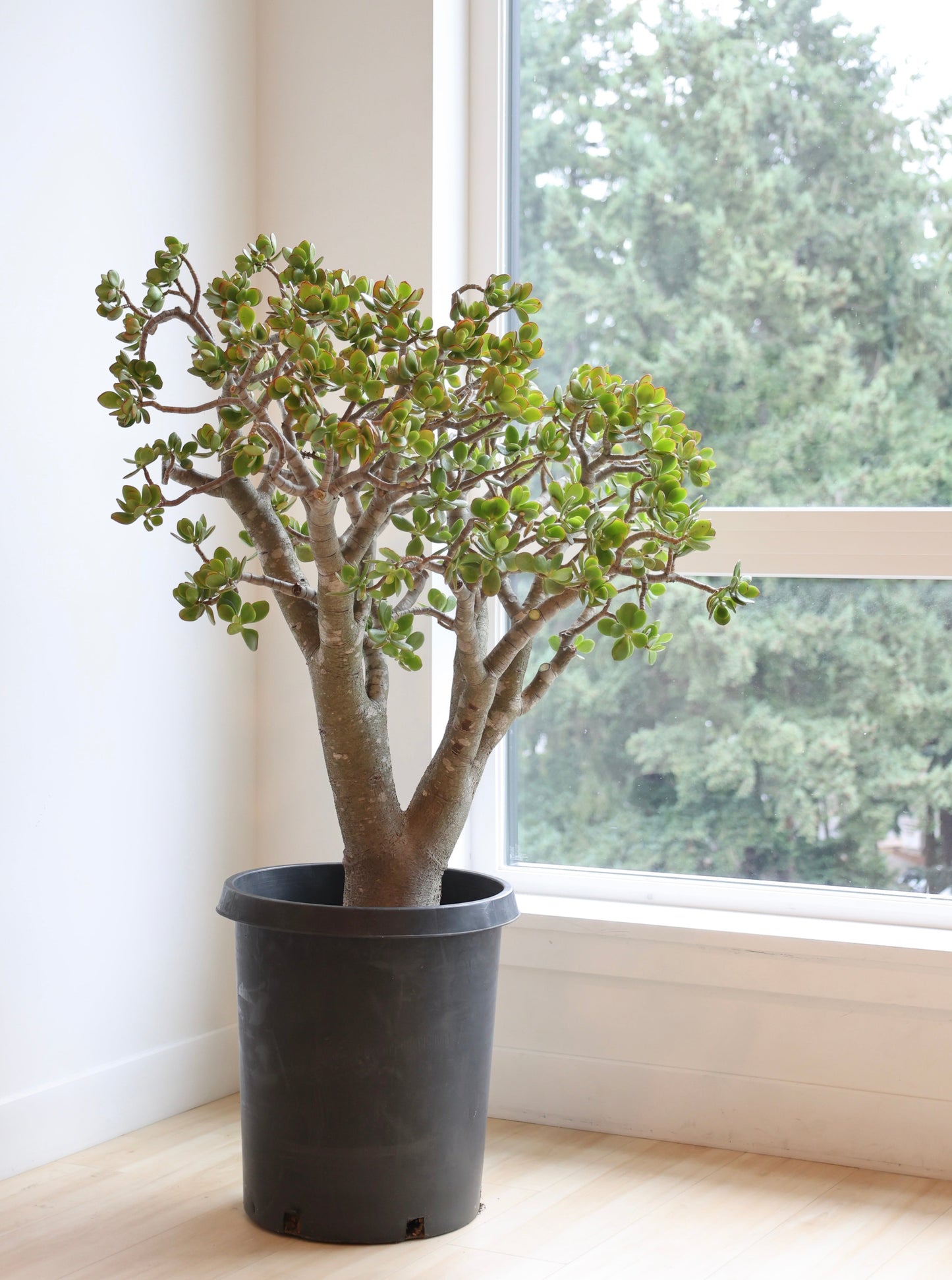 Crassula ovata aka Jade Plant