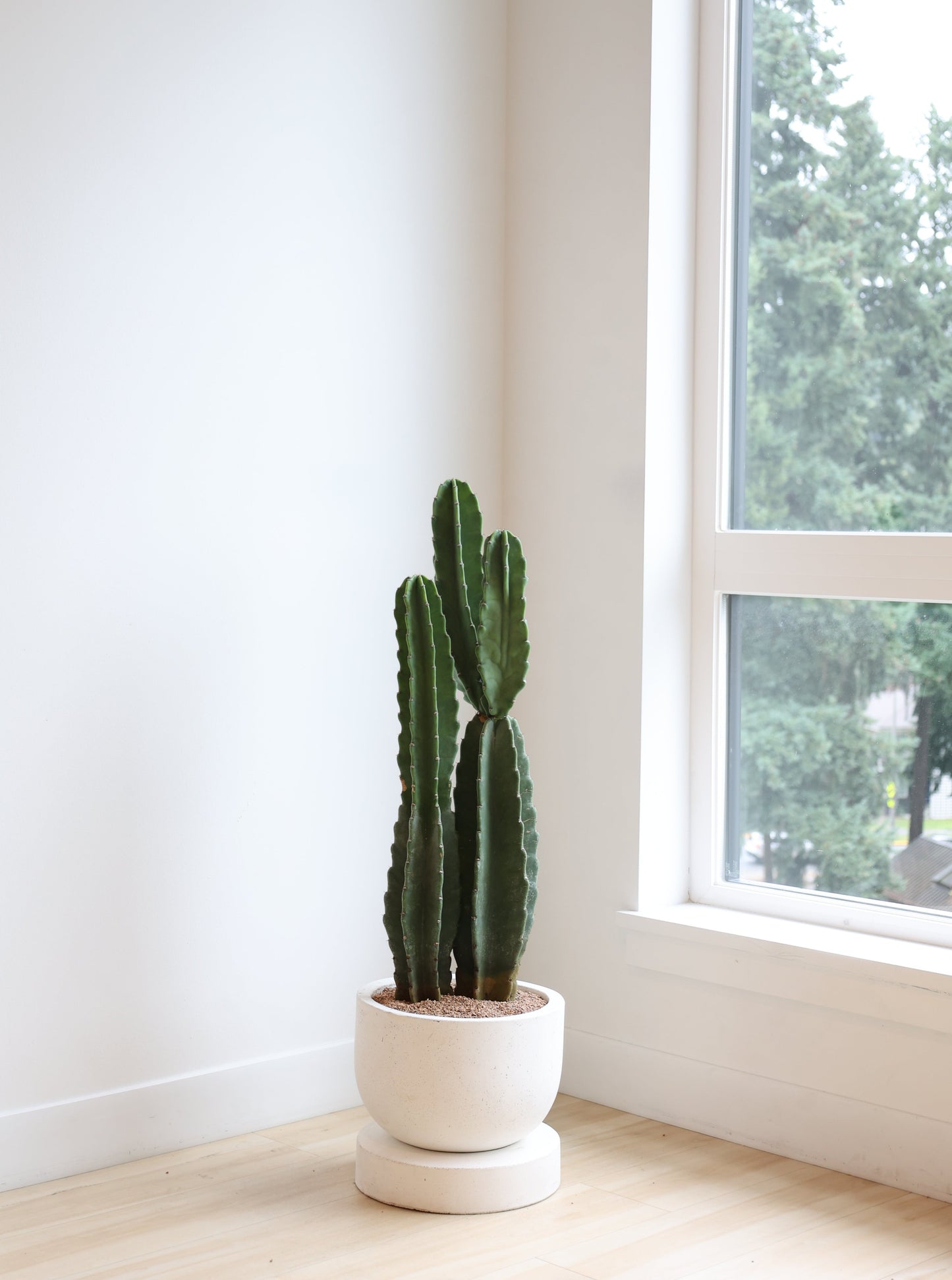 Cactus Cereus Peruvianus