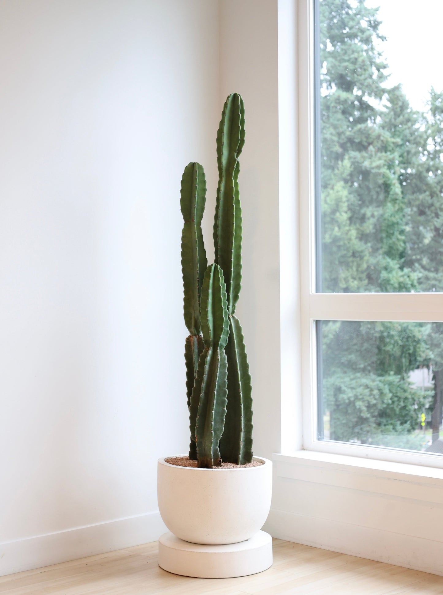 Cactus Cereus Peruvianus