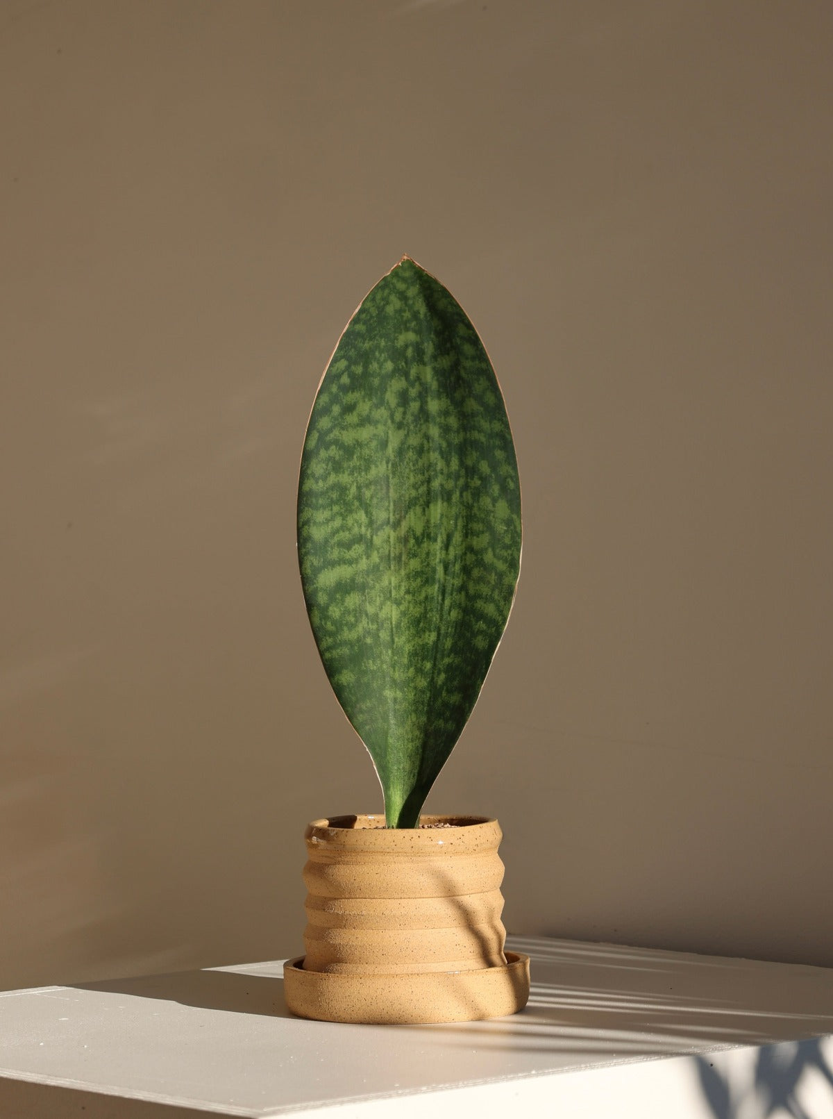 Sansevieria masoniana aka Whale Fin Snake Plant