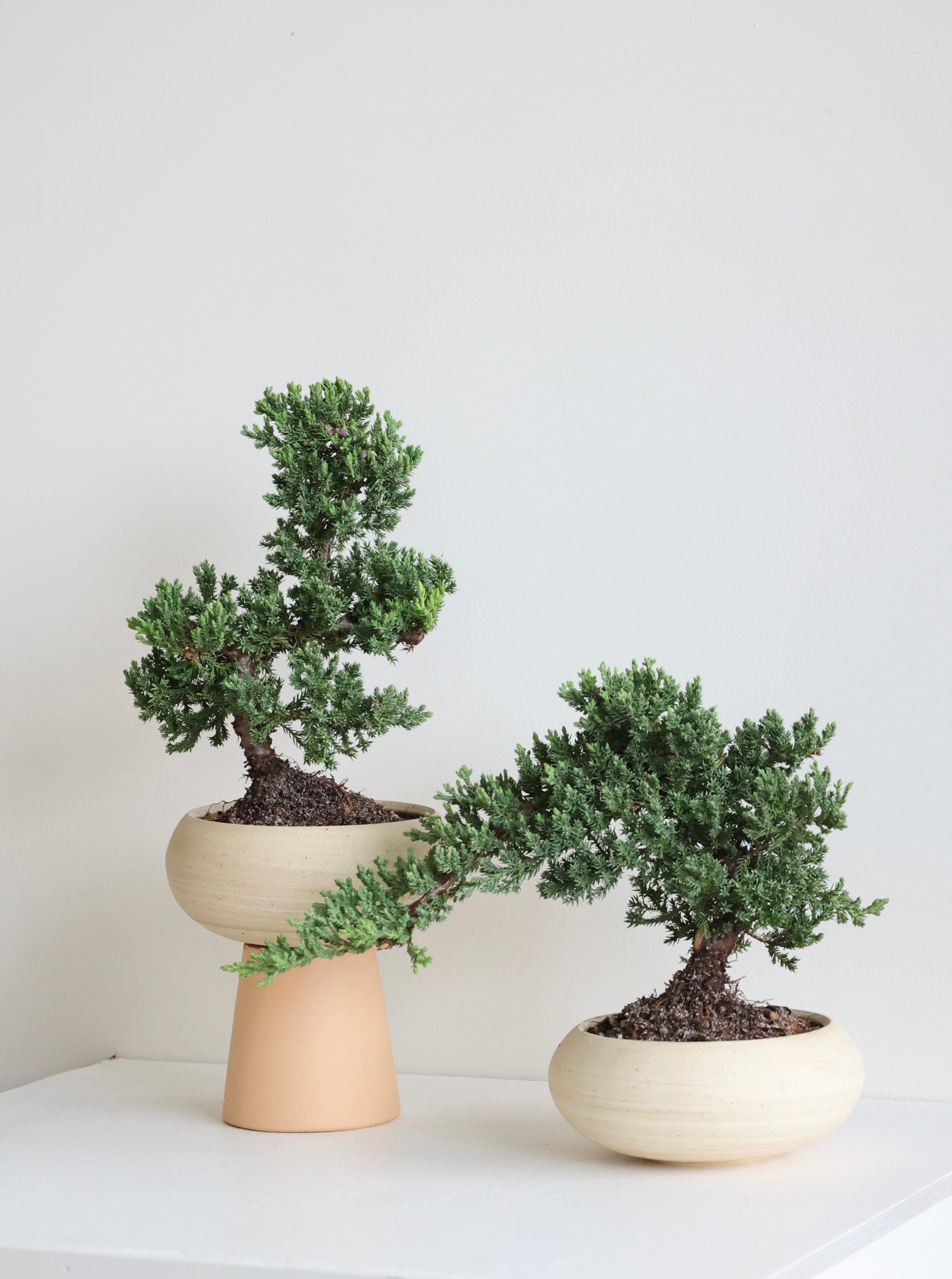 Juniper Bonsai