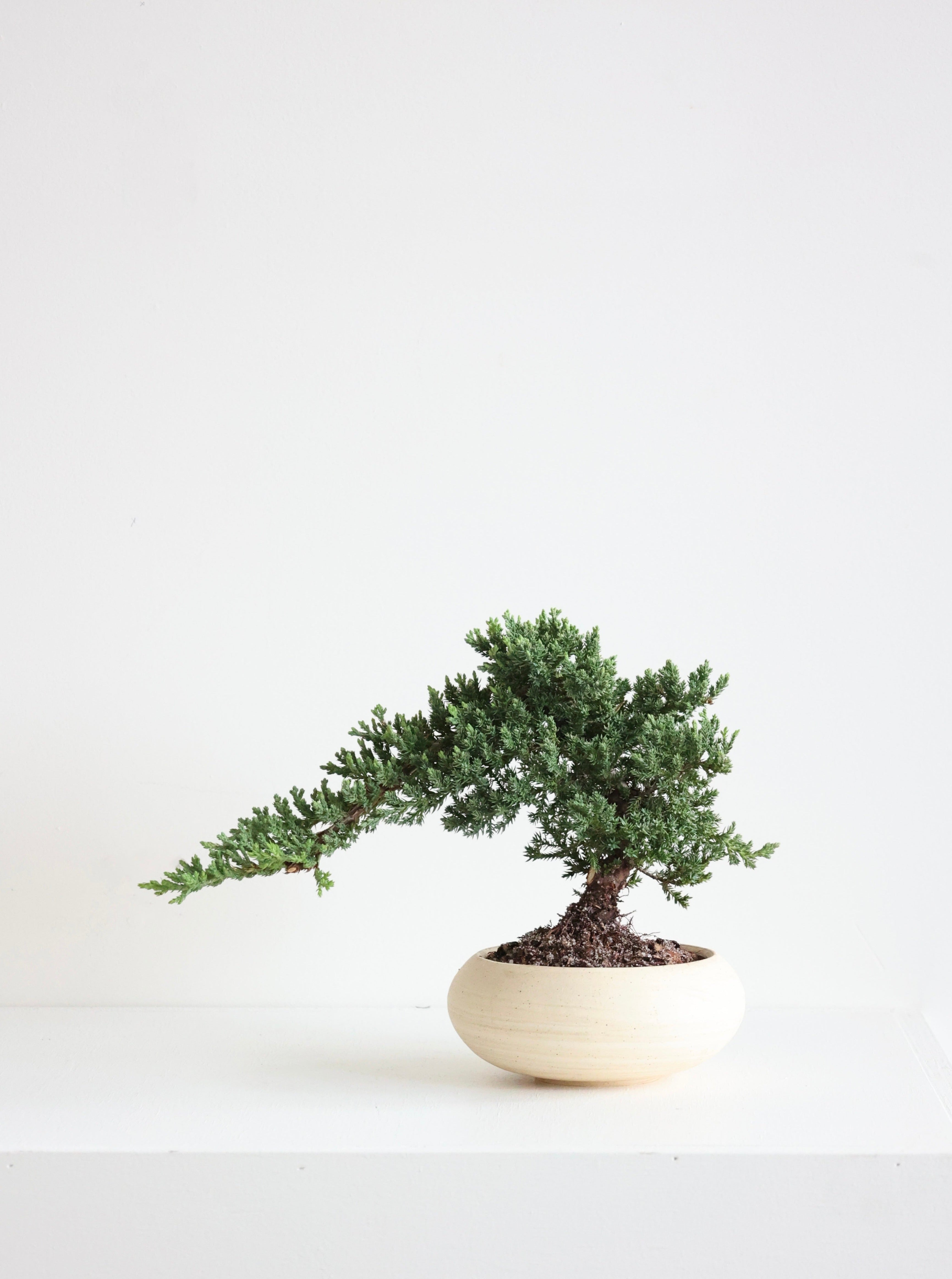 Juniper Bonsai