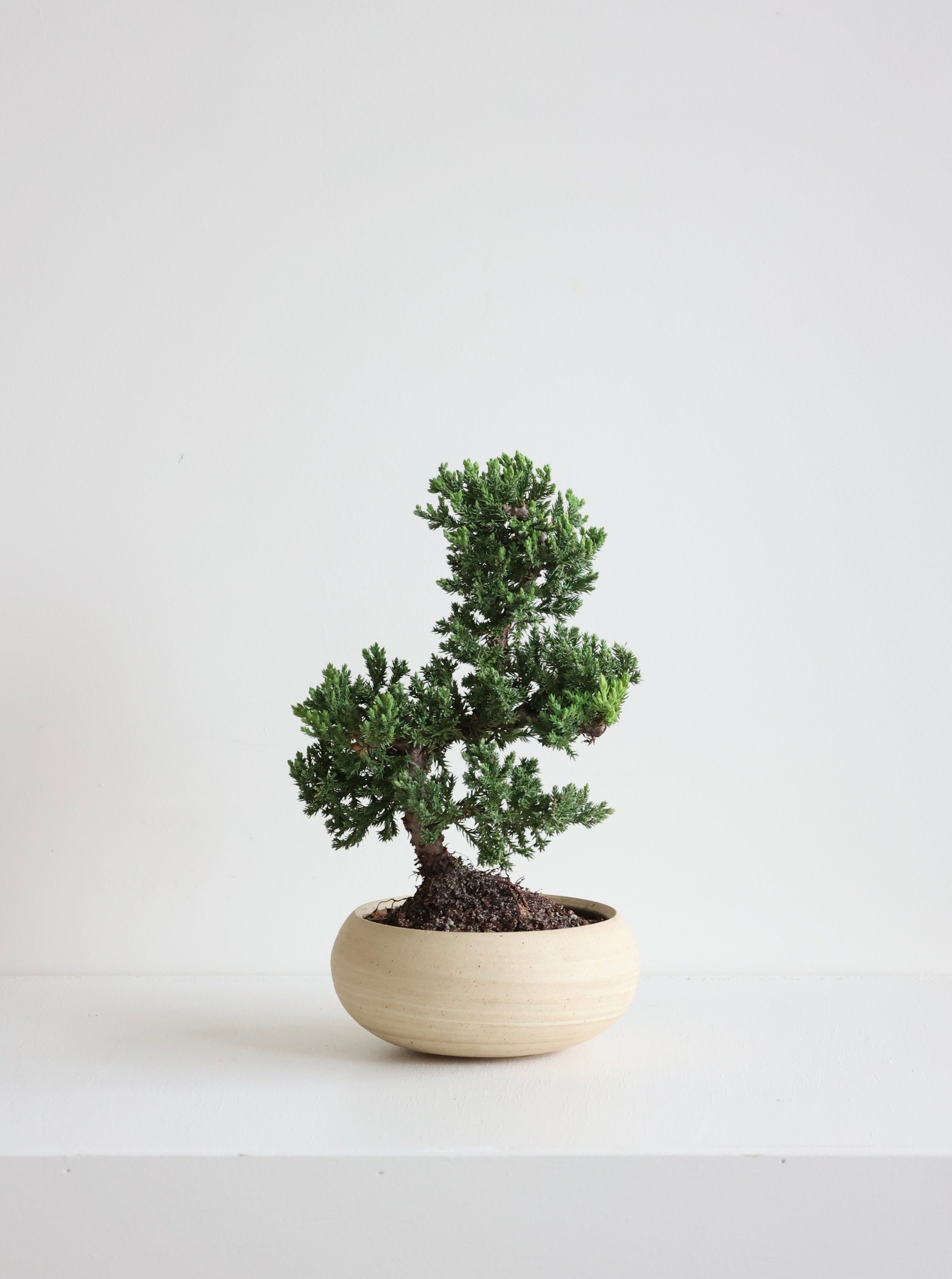 Juniper Bonsai