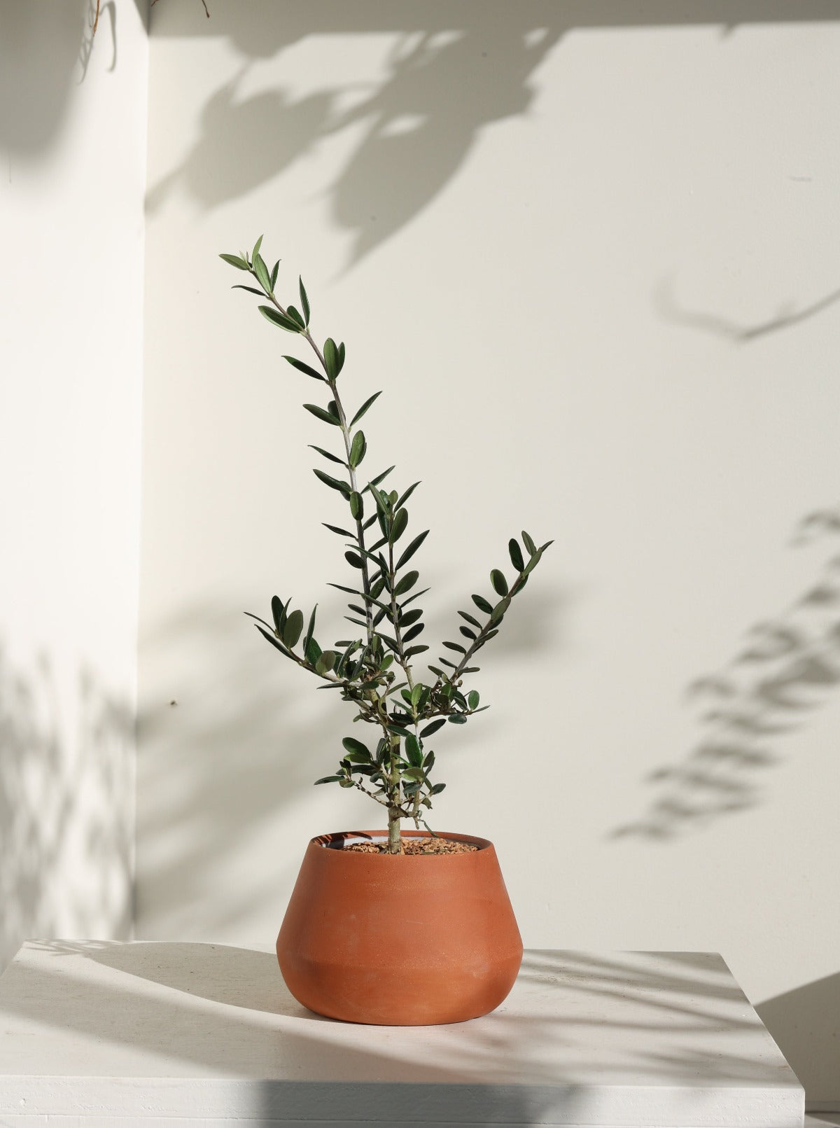 Olea europaea aka Olive Tree