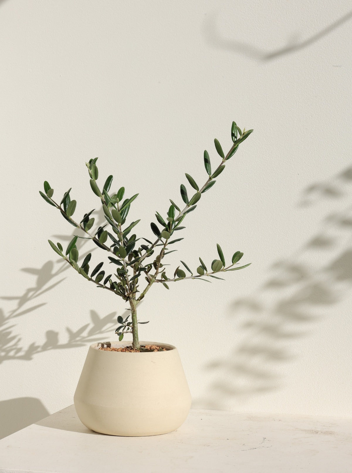 Olea europaea aka Olive Tree