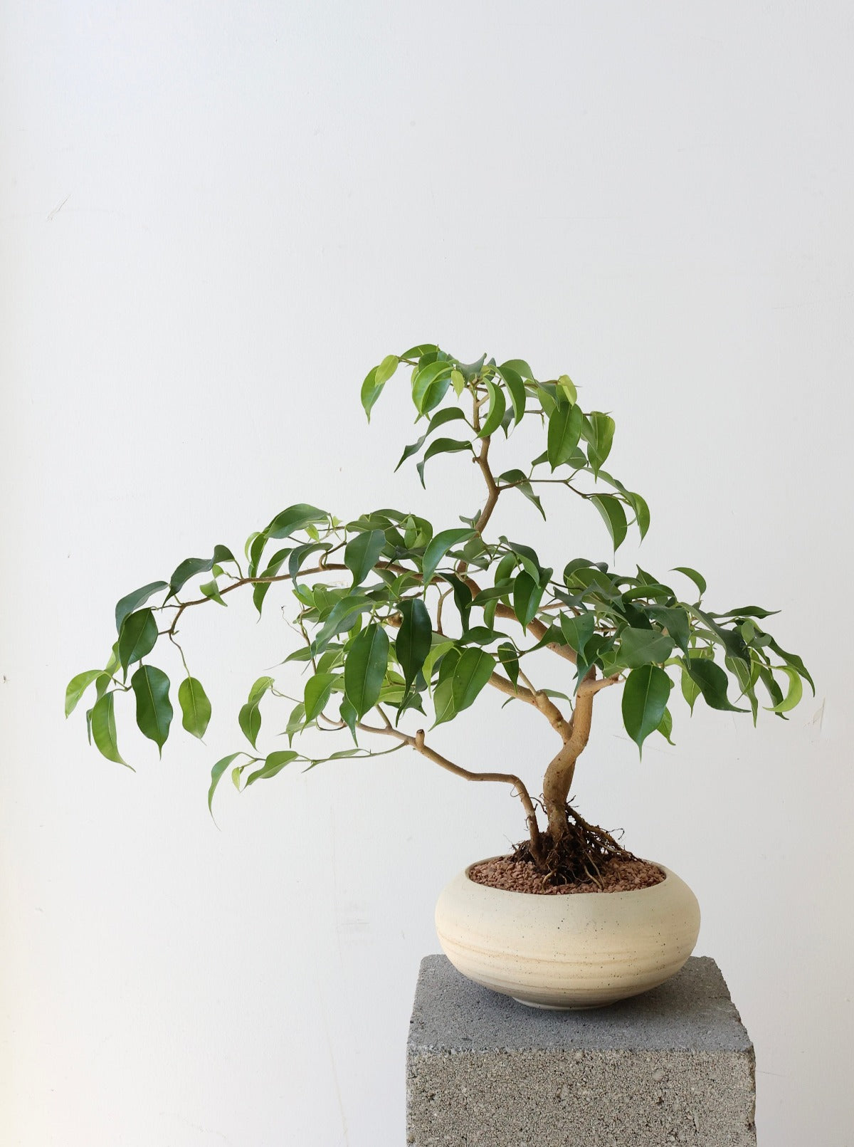 Ficus Benjamina 'Too Little'