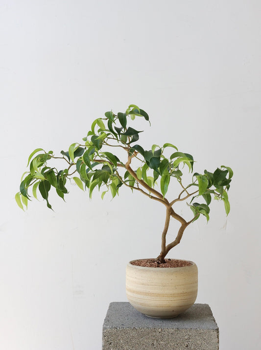 Ficus Benjamina 'Too Little'
