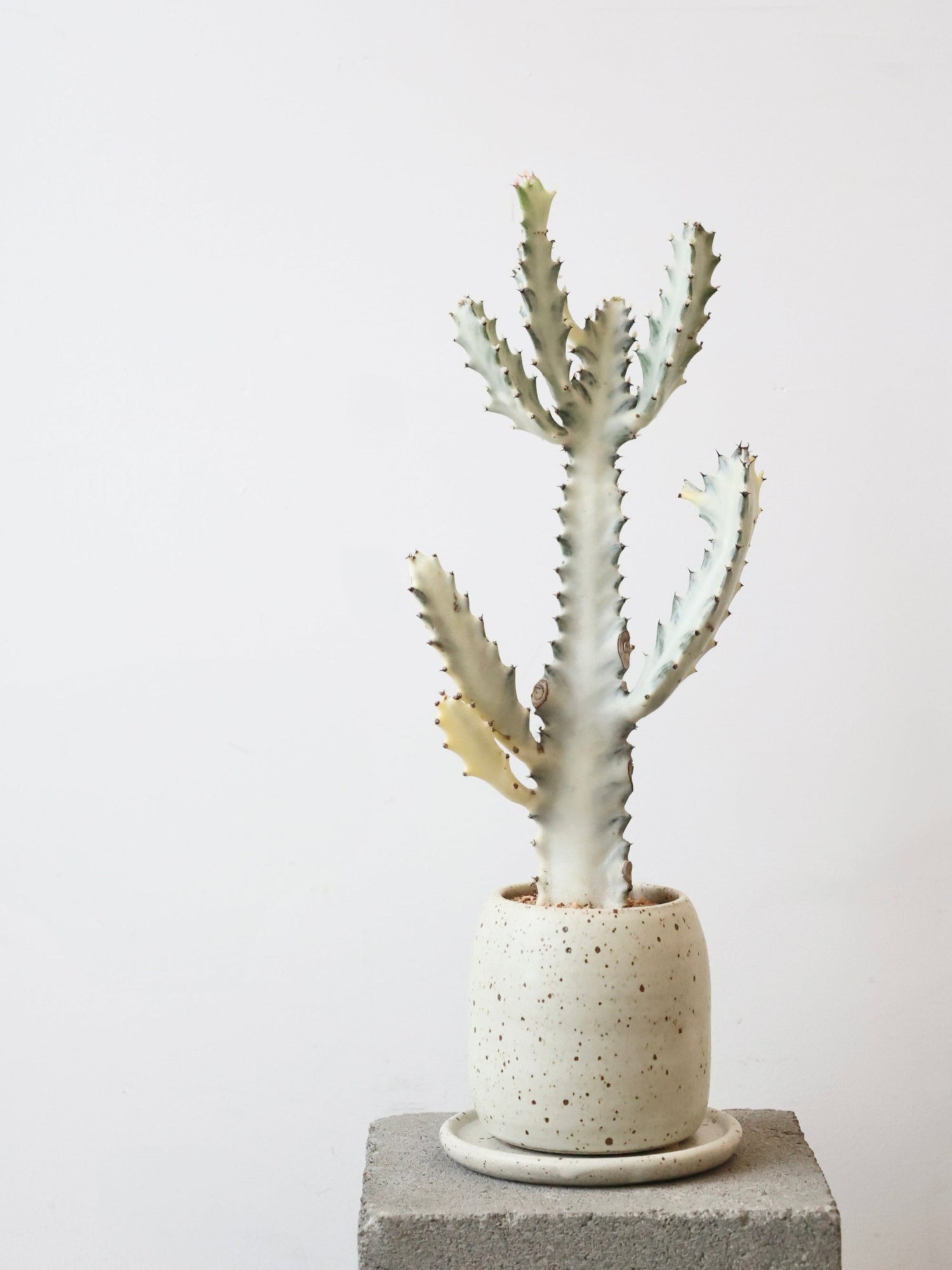 Euphorbia lactea White Ghost