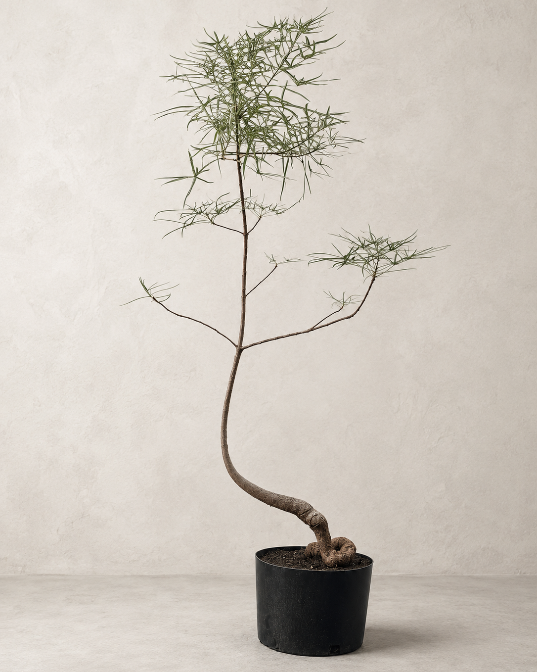 Brachychiton rupestris / Queensland Bottle Tree