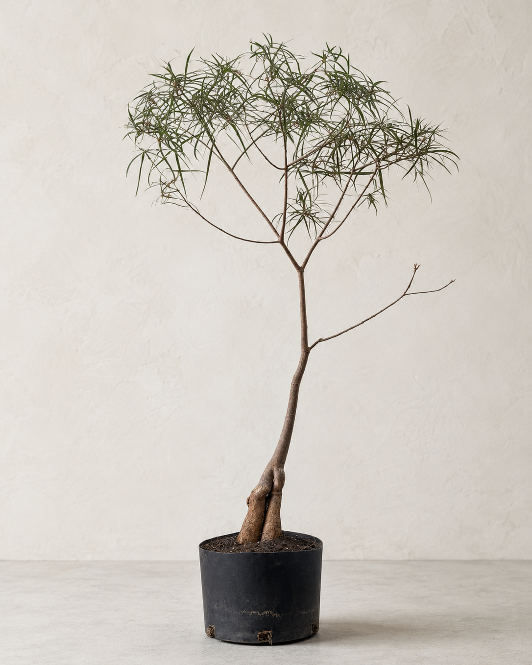 Brachychiton rupestris / Queensland Bottle Tree
