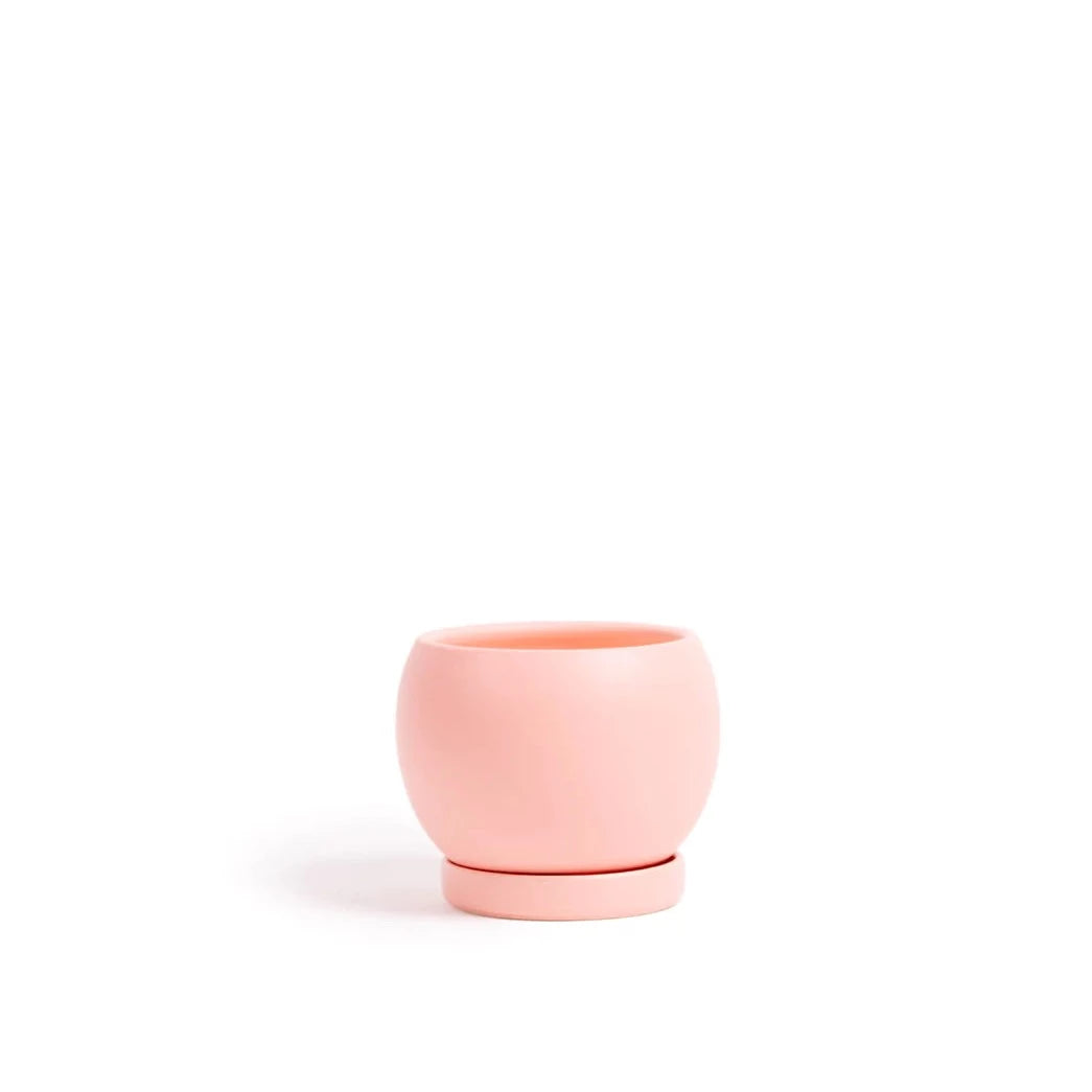 Bolle Pots with Saucers - Bubble Gum