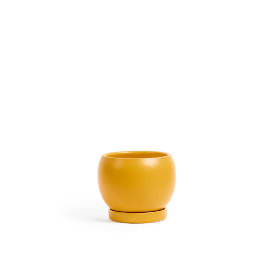 Bolle Pots with Saucers - Mustard