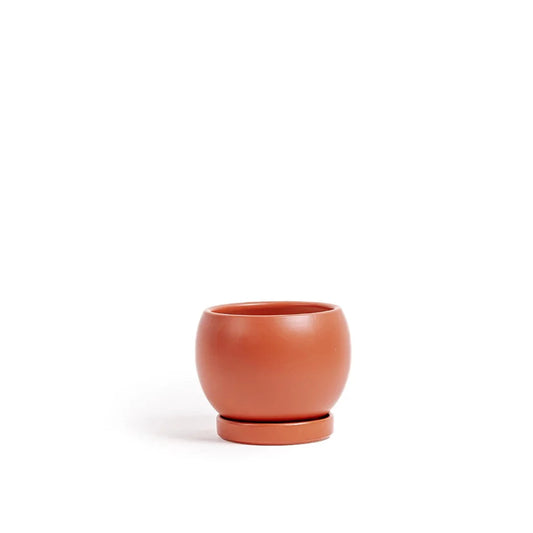Bolle Pots with Saucers - Rush