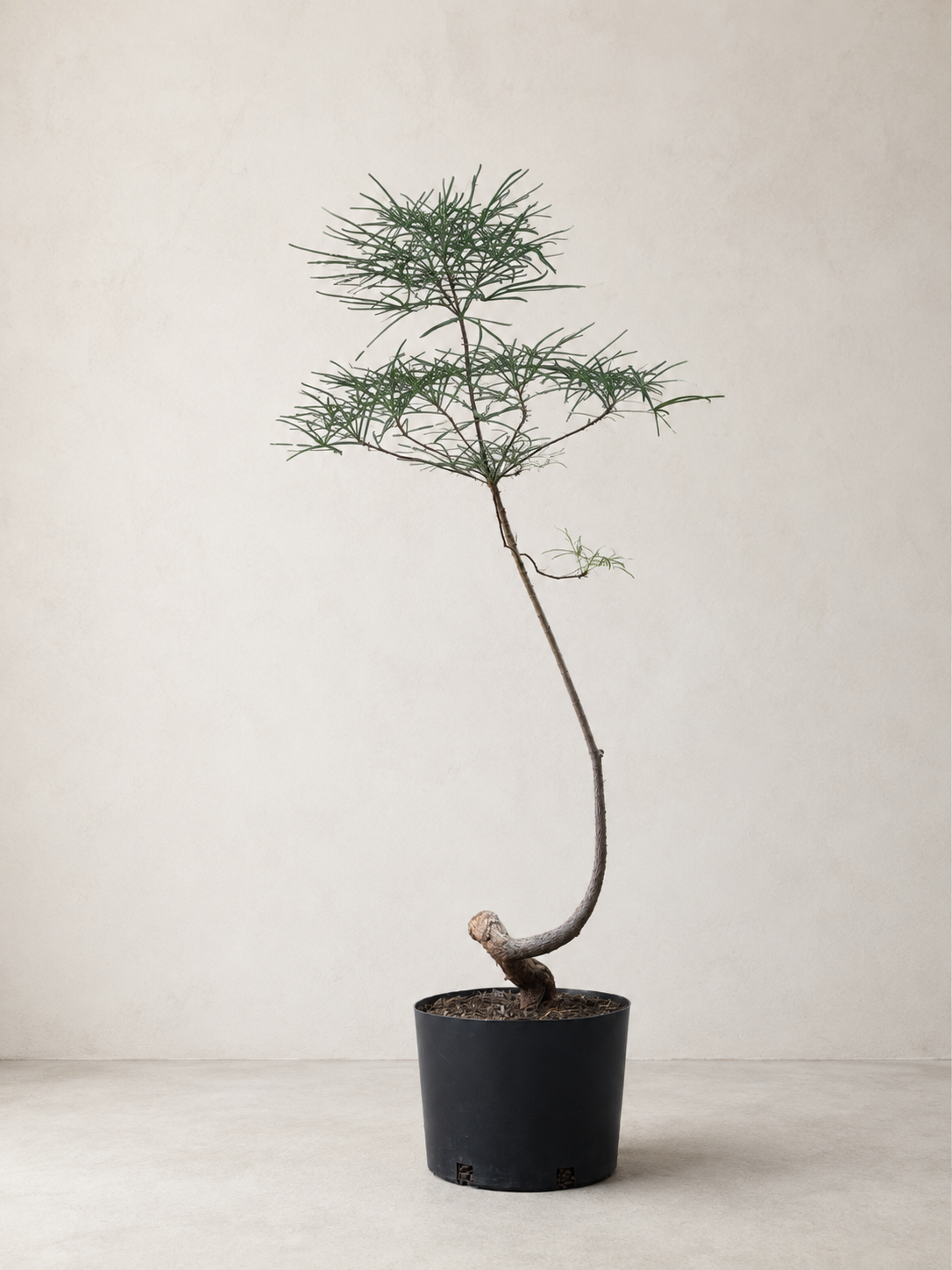 Brachychiton rupestris / Queensland Bottle Tree