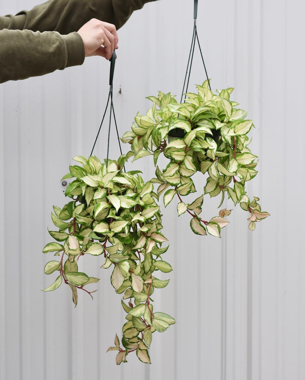 Hoya Carnosa Krimson Princess