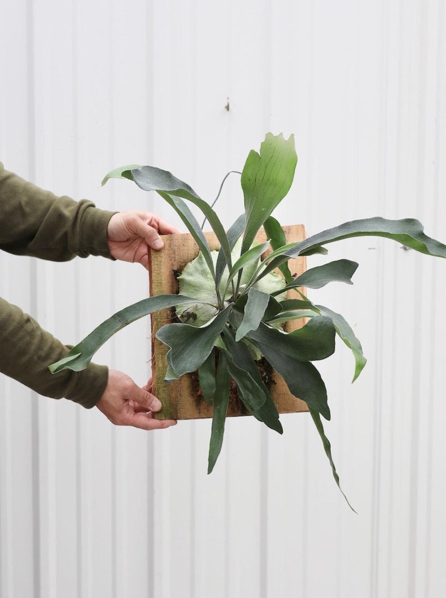 Platycerium bifurcatum aka Staghorn Fern on Wood Board