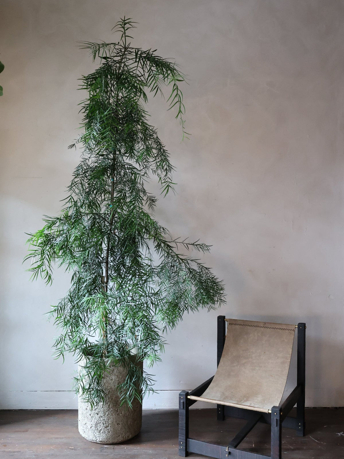 A potted Afrocarpus gracilior, commonly known as Fern Pine, with drooping foliage, placed on a floor next to a wooden chair against a wall.