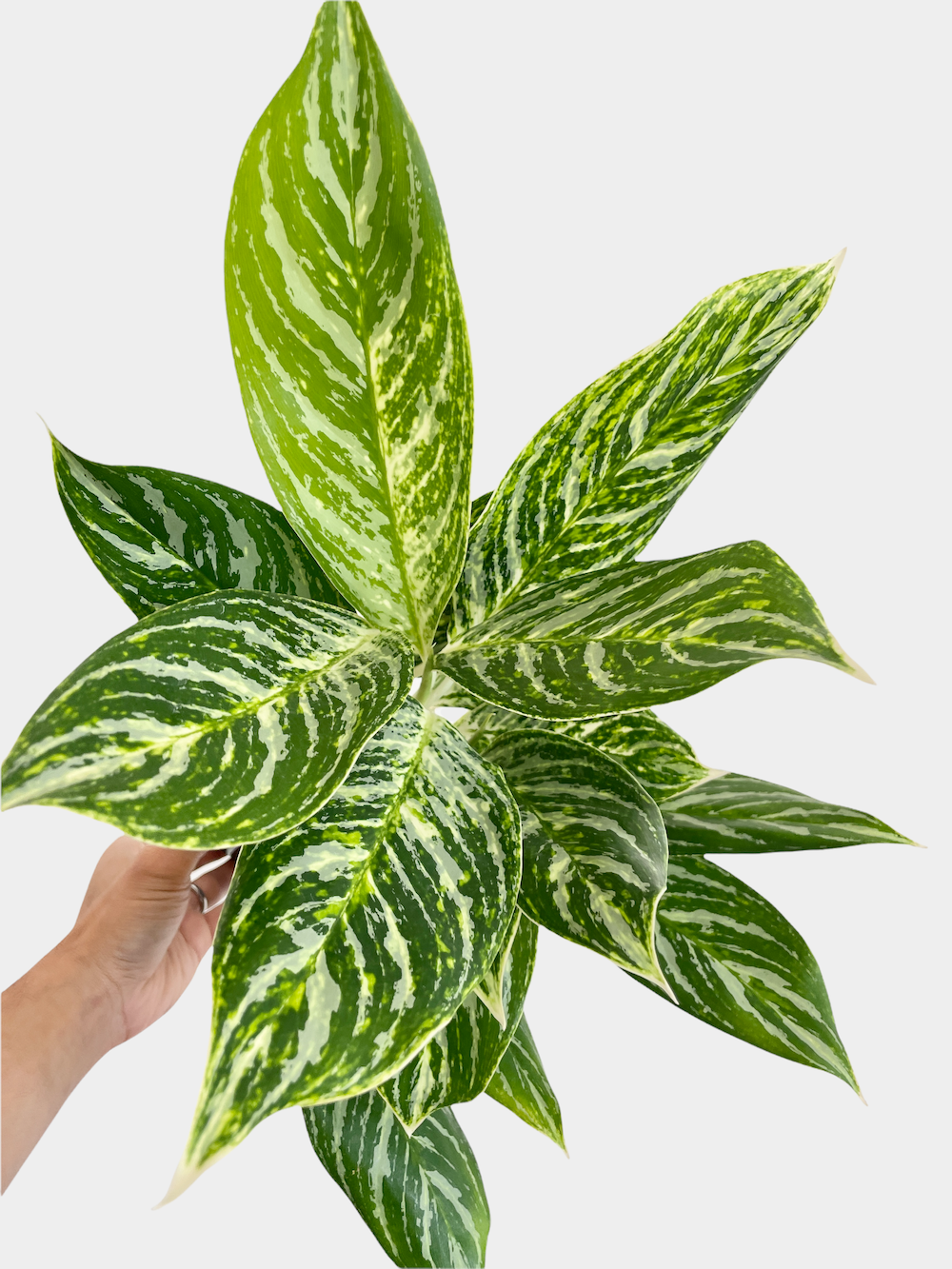 Aglaonema Gold Madonna aka Chinese Evergreen Plant (Various Sizes)