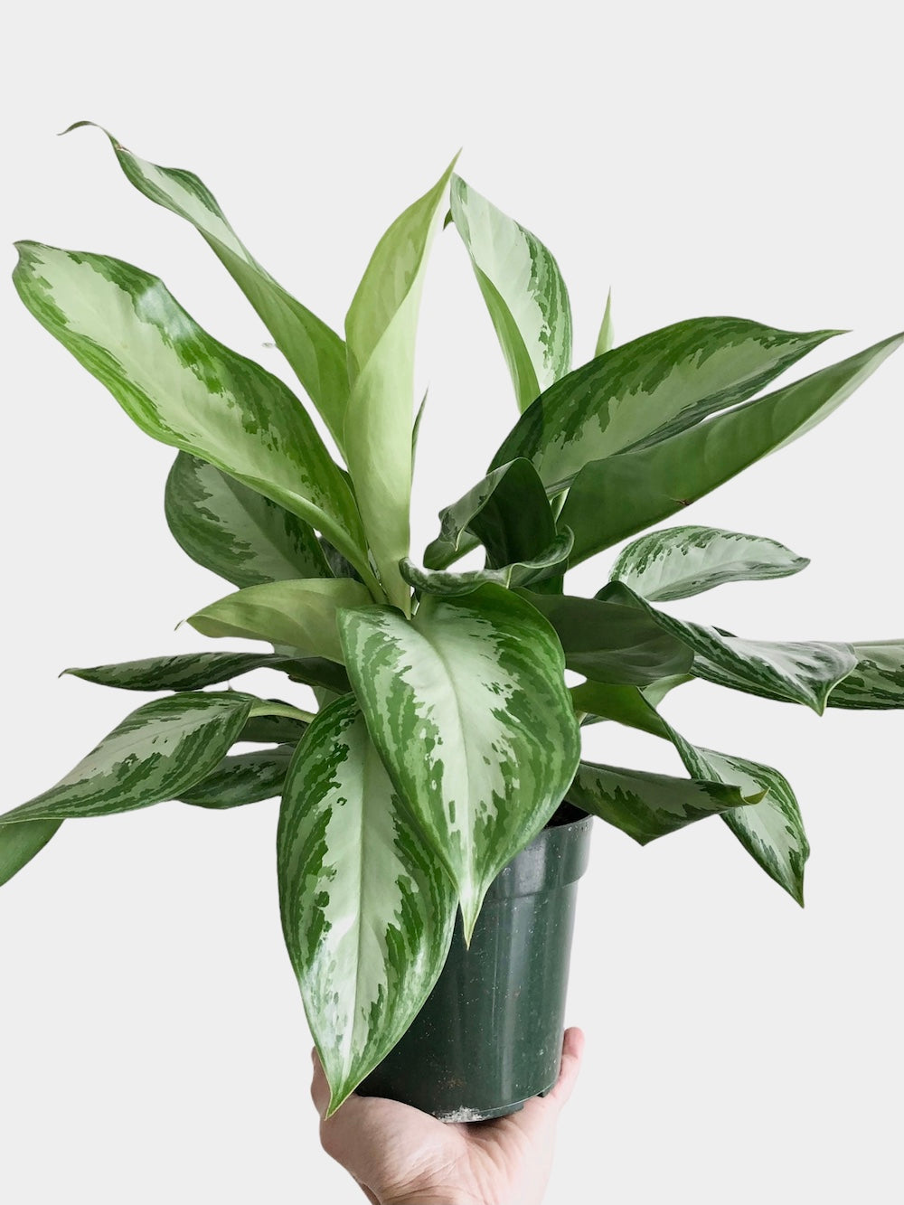 Aglaonema Silverbay aka Chinese Evergreen Plant (Various Sizes)