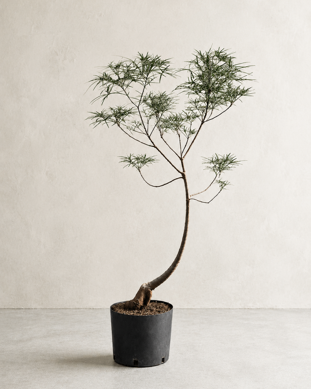 Brachychiton rupestris / Queensland Bottle Tree