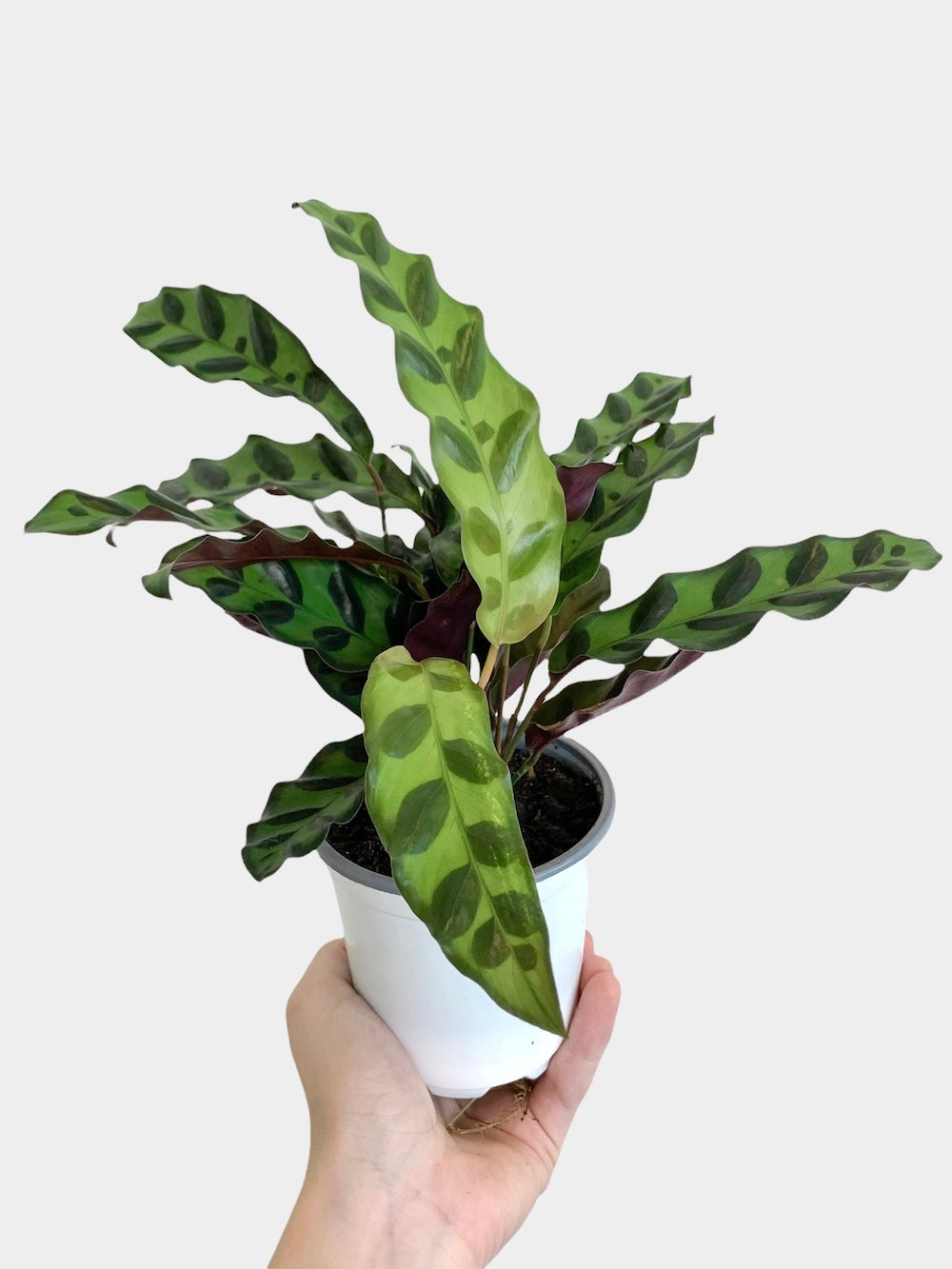 Calathea Lancifolia aka Rattlesnake Plant