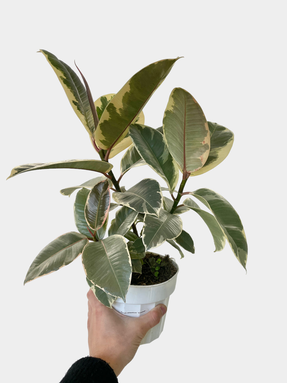 Ficus Elastica Tineke aka Rubber Plant - Bush Form