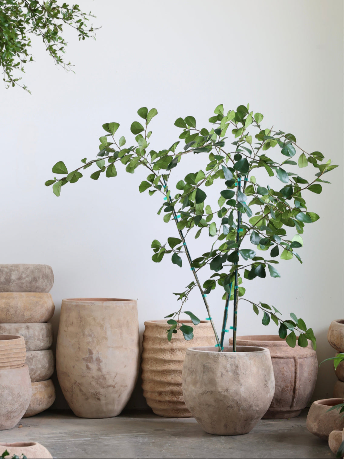 Ficus triangularis in a rustic terracotta pot