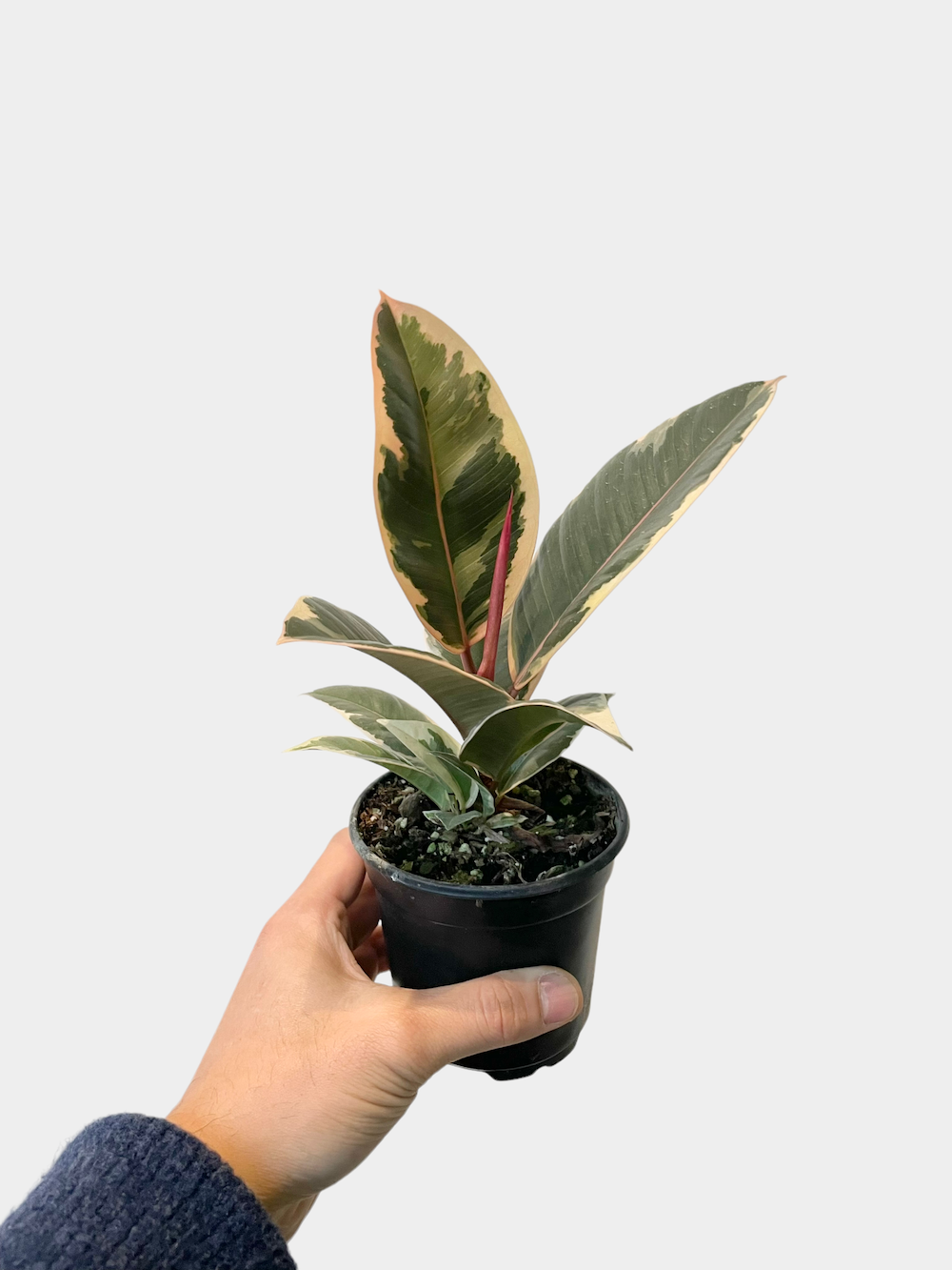 Ficus Elastica Tineke aka Rubber Plant - Bush Form