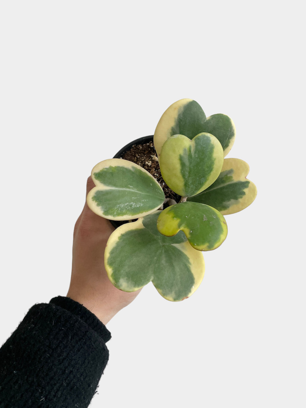 Hoya Kerrii Variegated