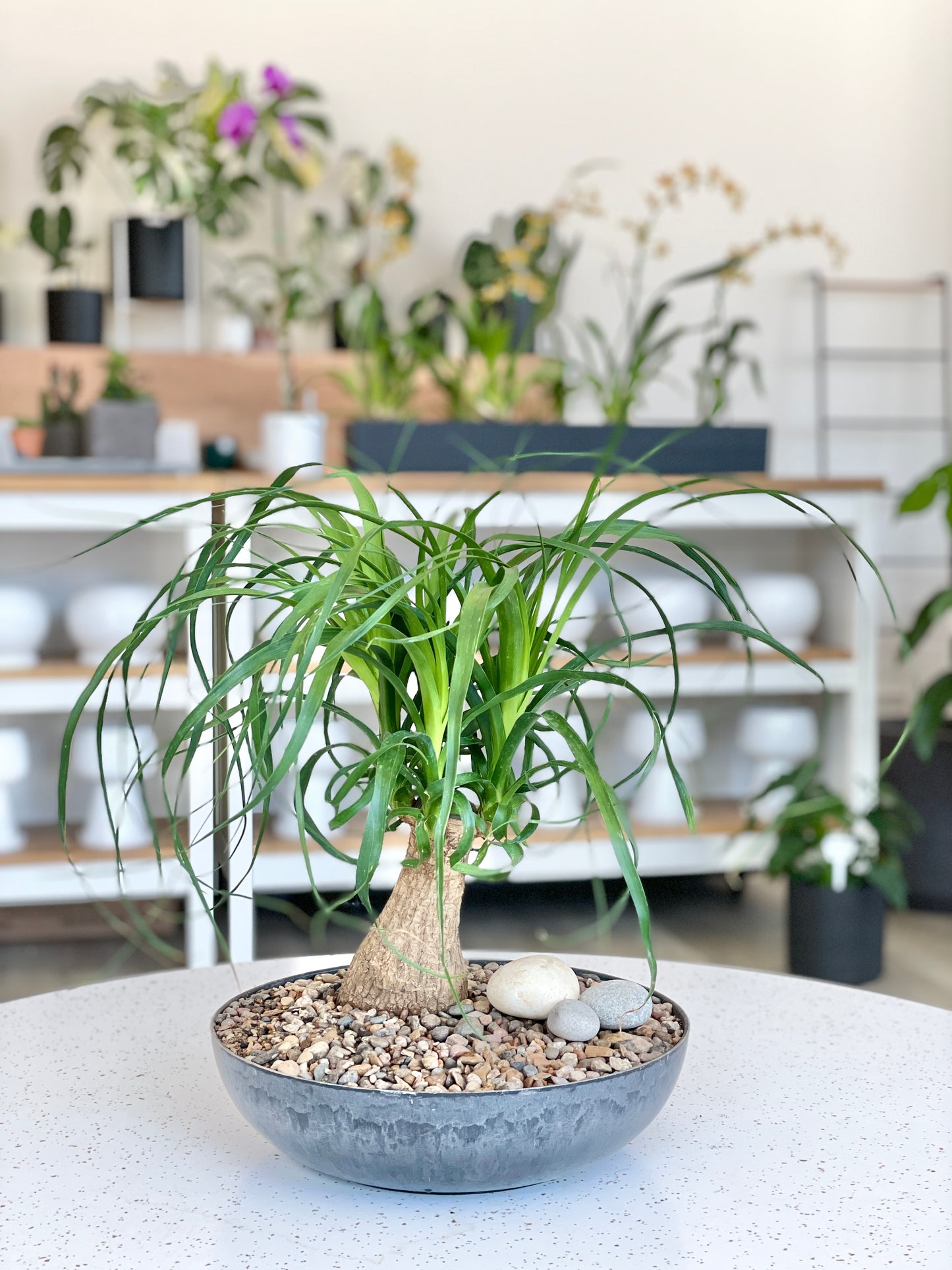 Beaucarnea recurvata aka Palm Ponytail Guatemalan