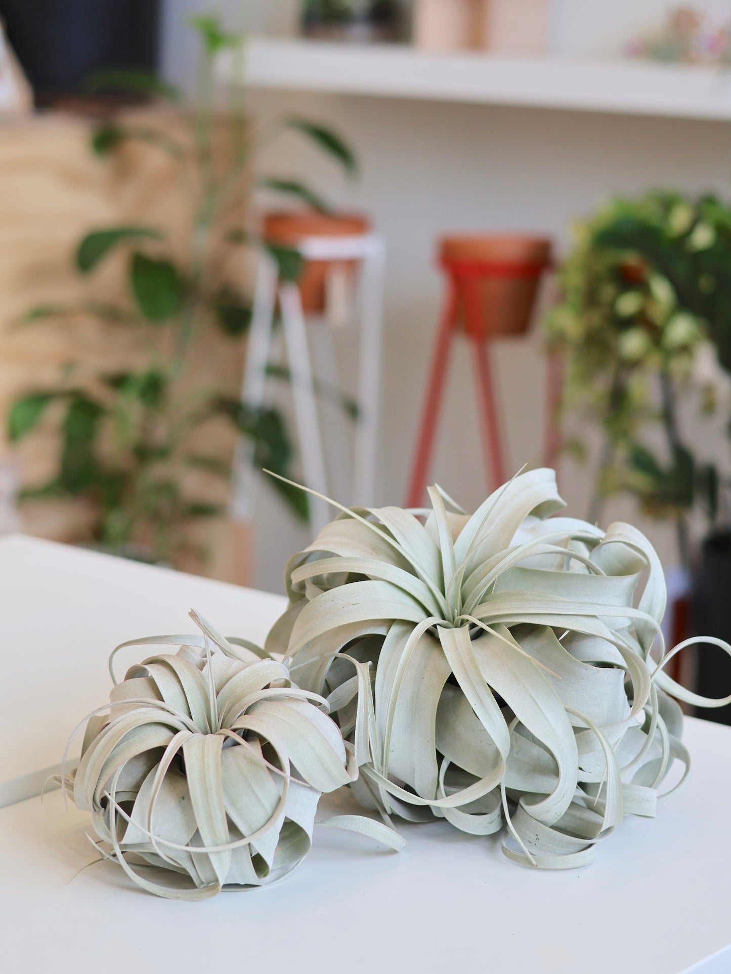 Air Plant Tillandsia Xerographica