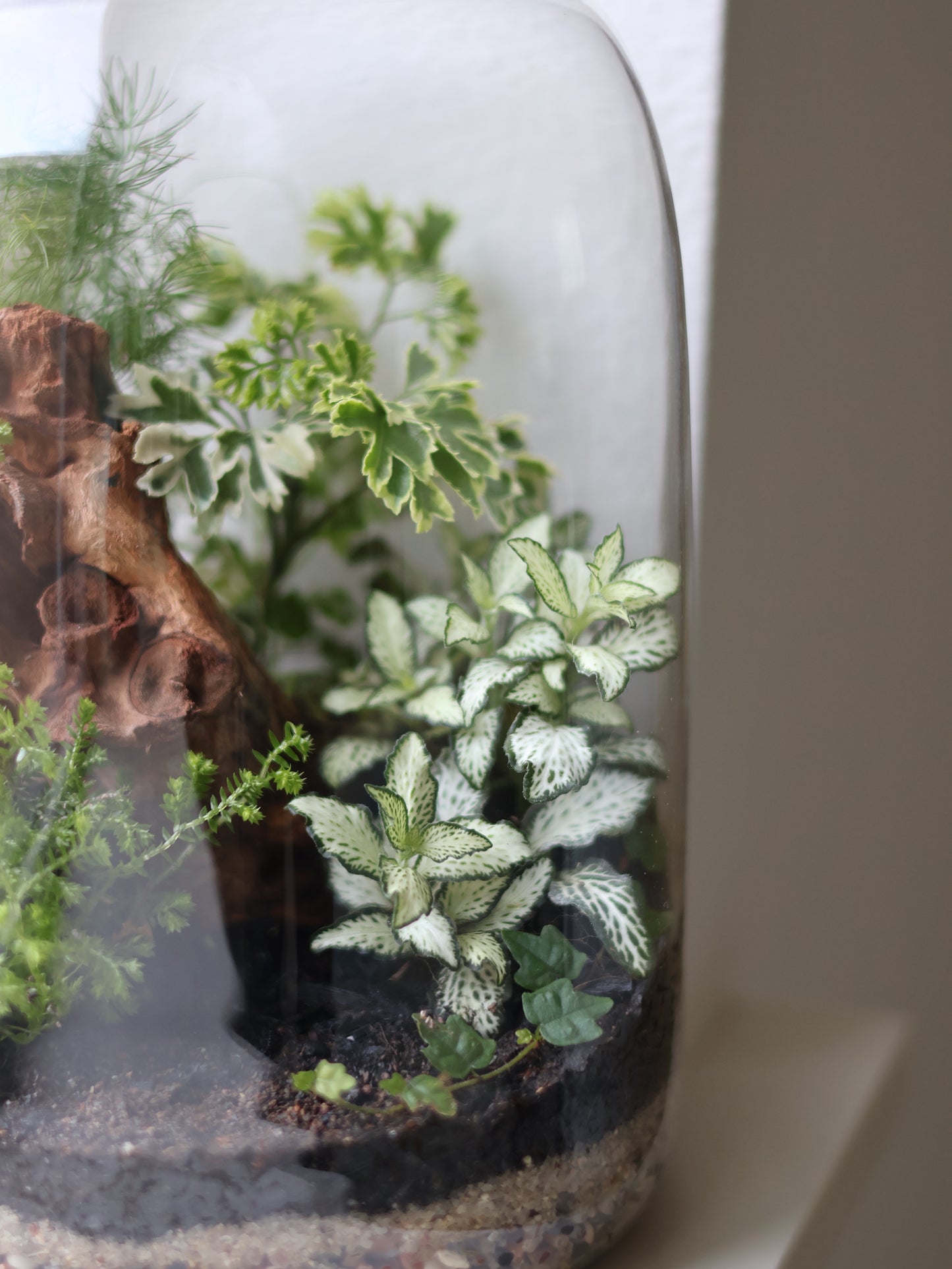 Glass Jar Terrarium
