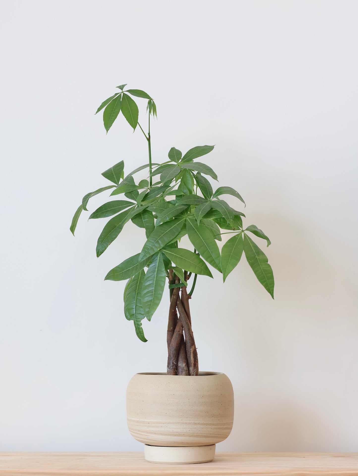 Money Tree