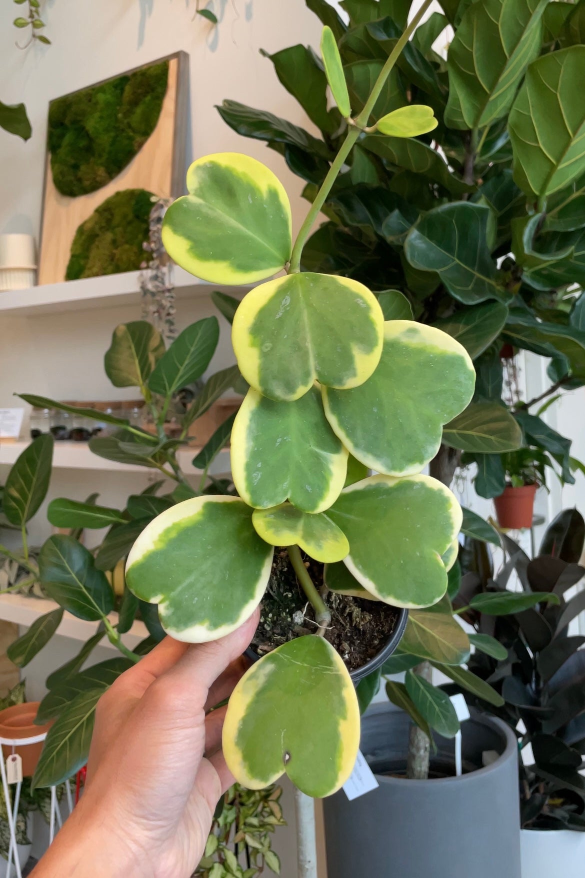 Hoya Kerrii Variegated