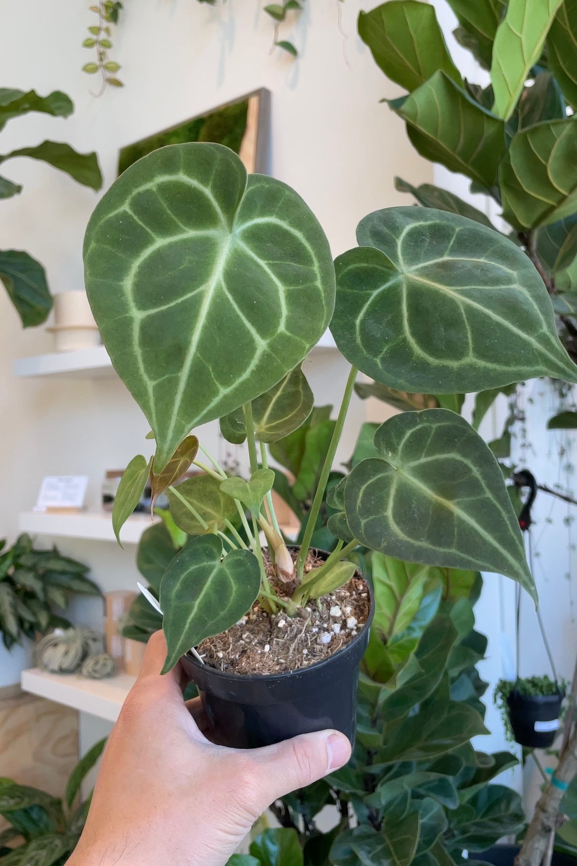 Anthurium Clarinervium