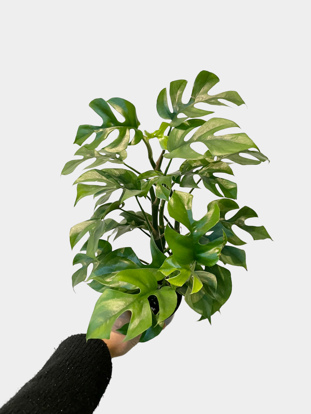 Rhaphidophora tetrasperma aka Monstera Minima