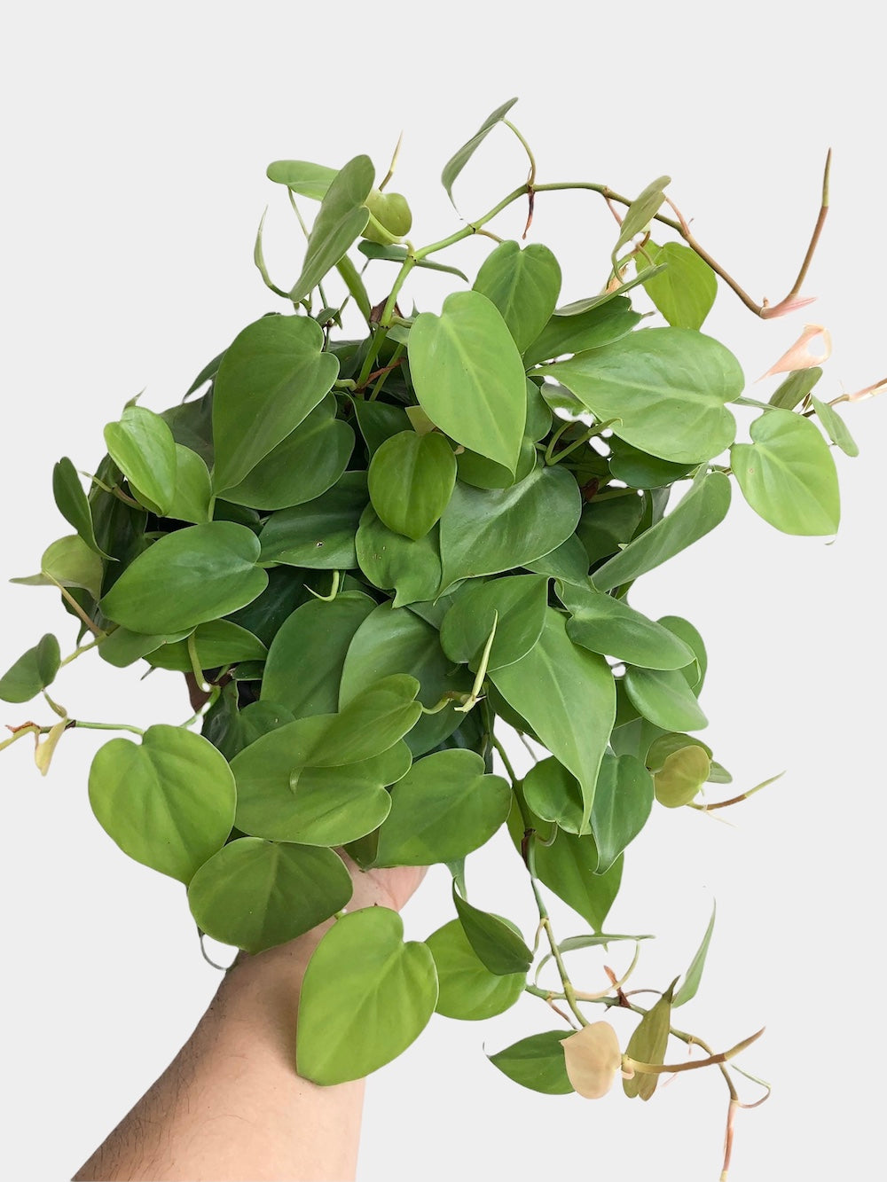 Philodendron Cordatum