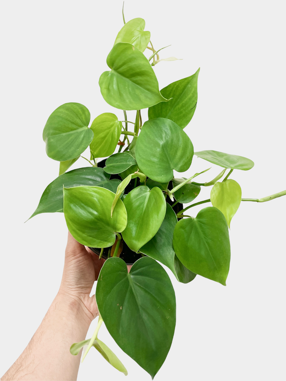 Philodendron Cordatum